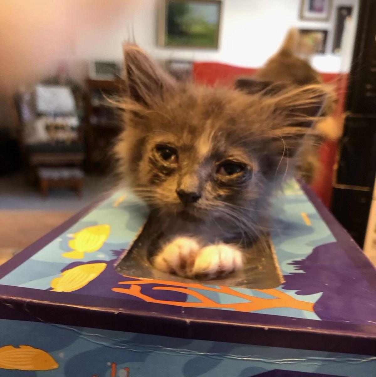 Munchkin (& Sofie), Adoptable, Young Female Domestic Long Hair.