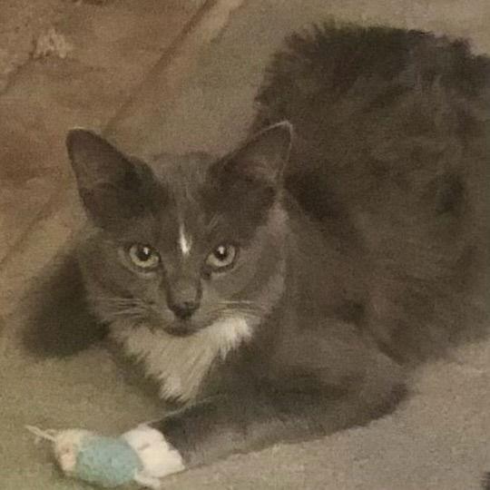 Enlarge Munchkin (& Sofie), a Adoptable Domestic Long Hair in Castro Valley, CA image 2/3