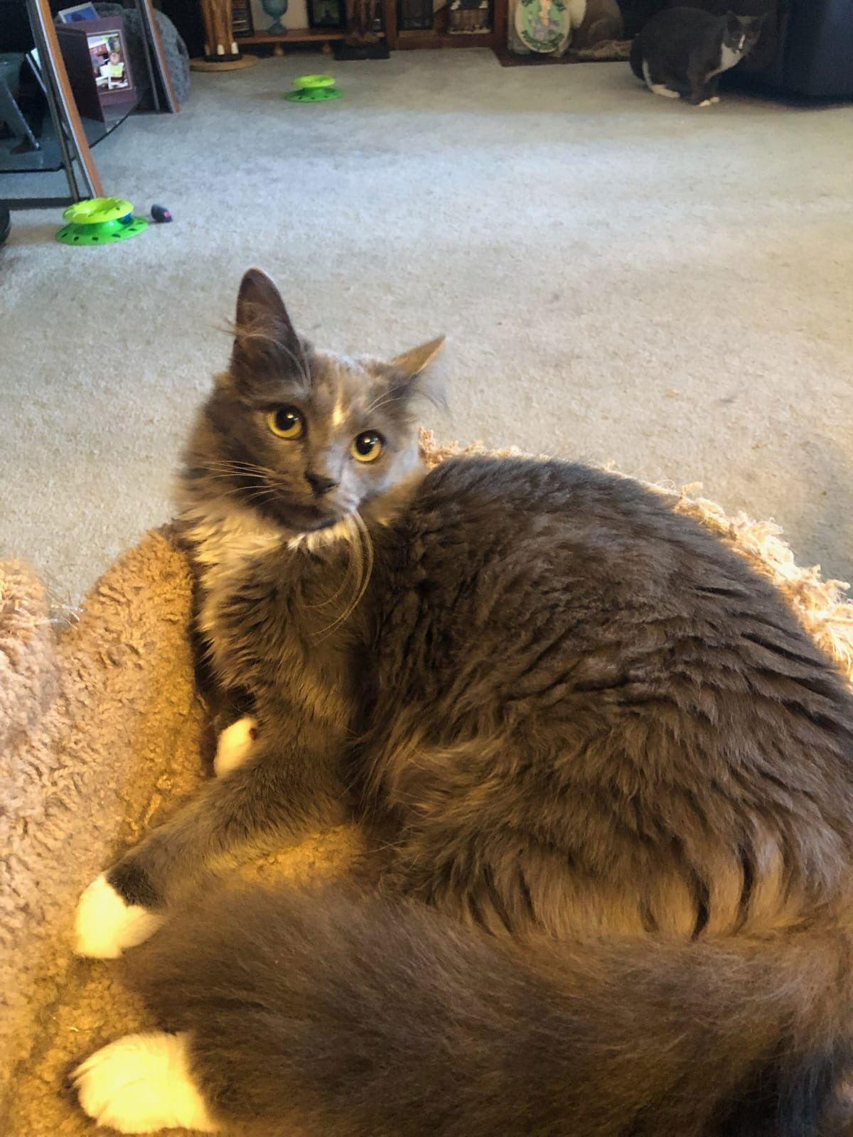 Enlarge Munchkin (& Sofie), a Adoptable Domestic Long Hair in Castro Valley, CA image 3/3