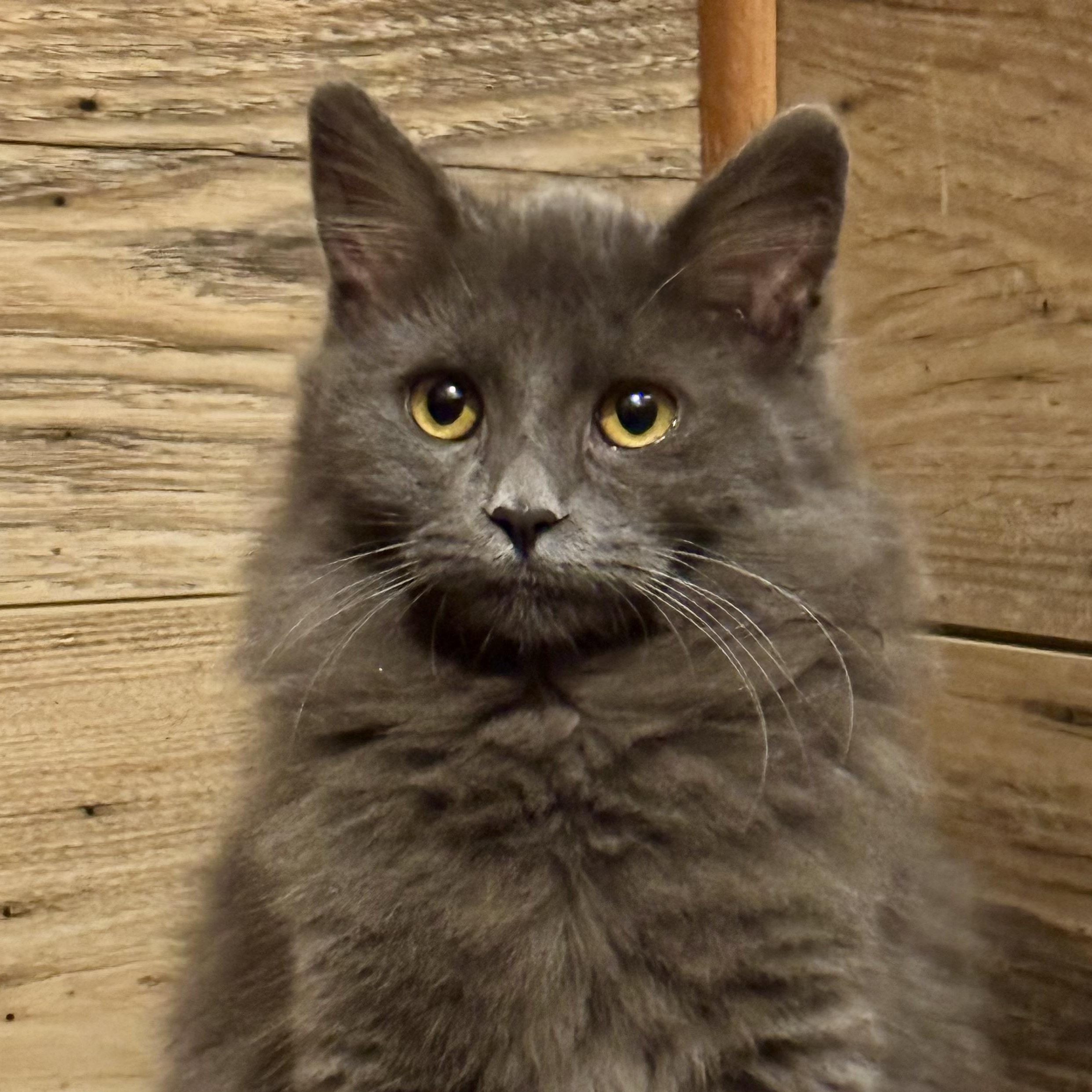 Cami, adopted, Young Female Domestic Long Hair.