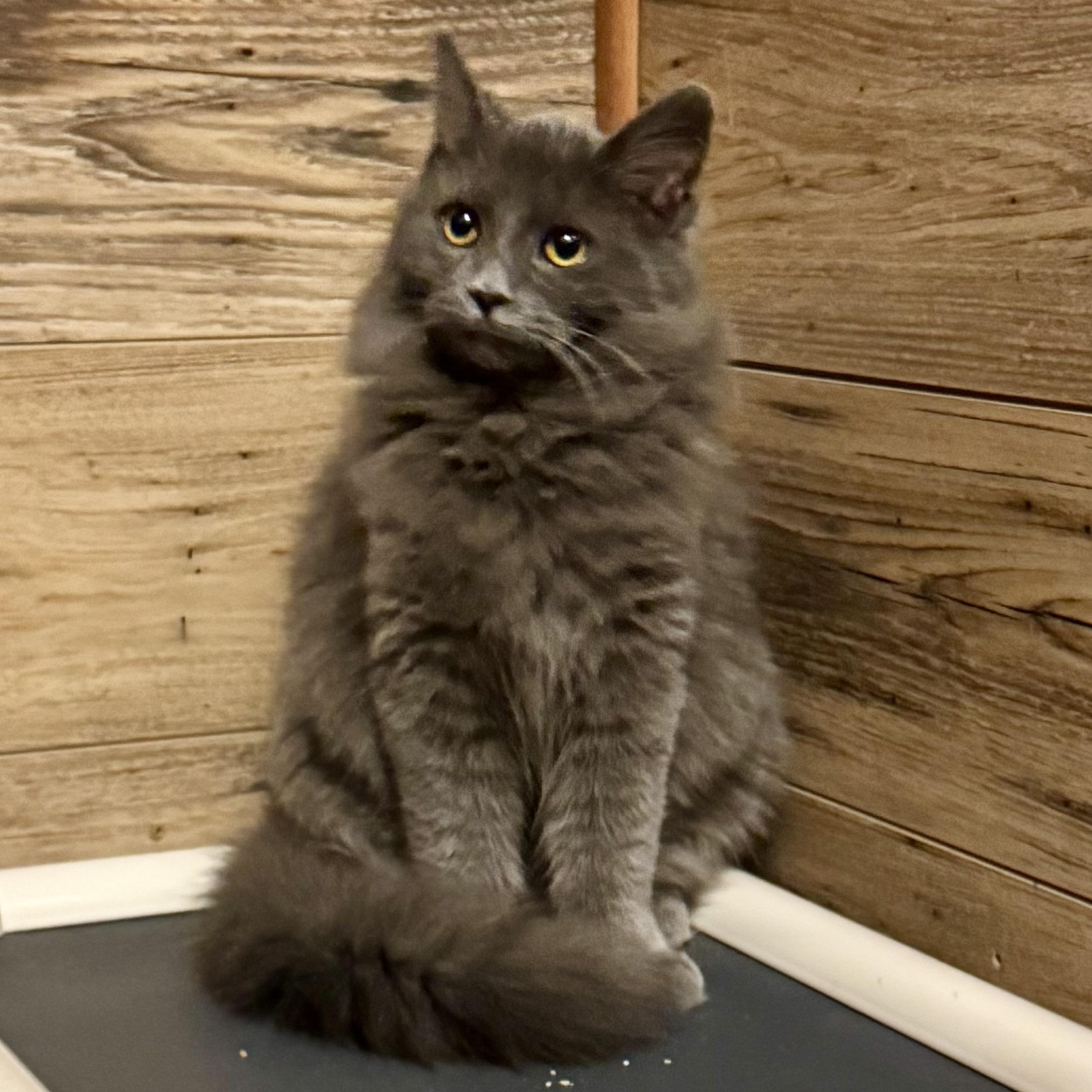 Cami, an adopted Domestic Long Hair in North Tonawanda, NY image 3/4