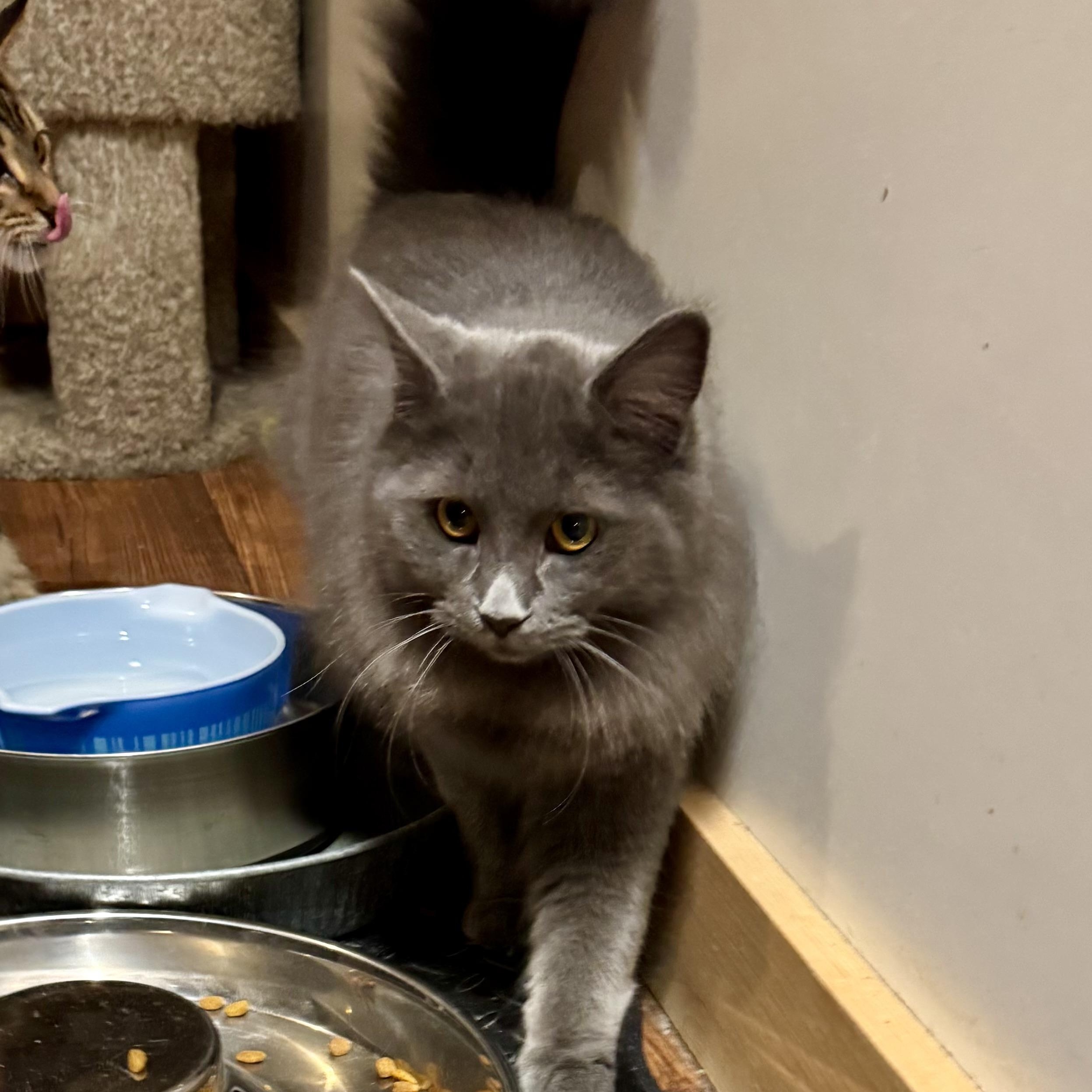 Cami, an adopted Domestic Long Hair in North Tonawanda, NY image 4/4