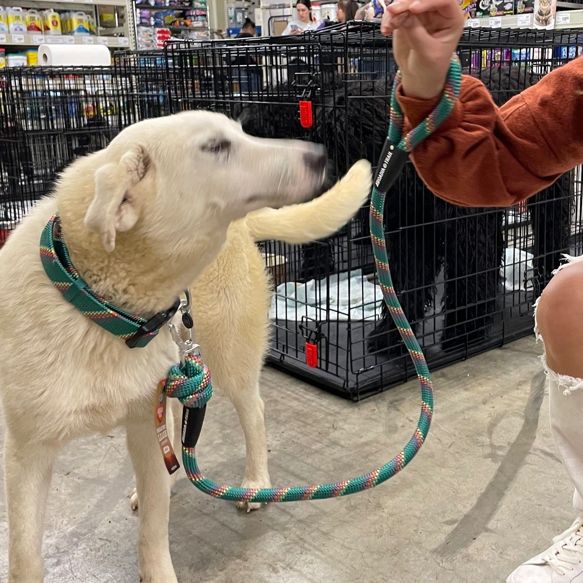 Parker - Local Aug 22-24, an adoptable Great Pyrenees, Labrador Retriever in Hillsboro, OR, 97006 | Photo Image 2