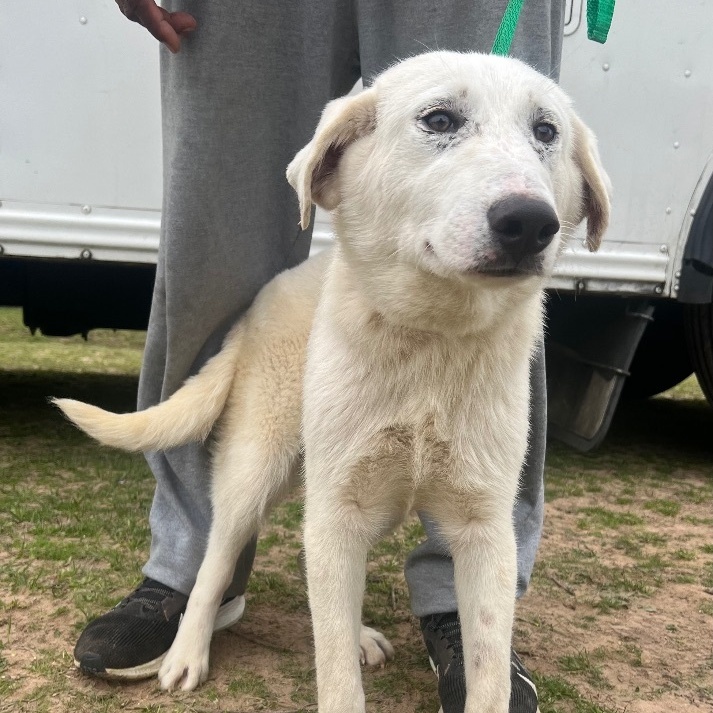 Parker - Local Aug 22-24, an adoptable Great Pyrenees, Labrador Retriever in Hillsboro, OR, 97006 | Photo Image 1