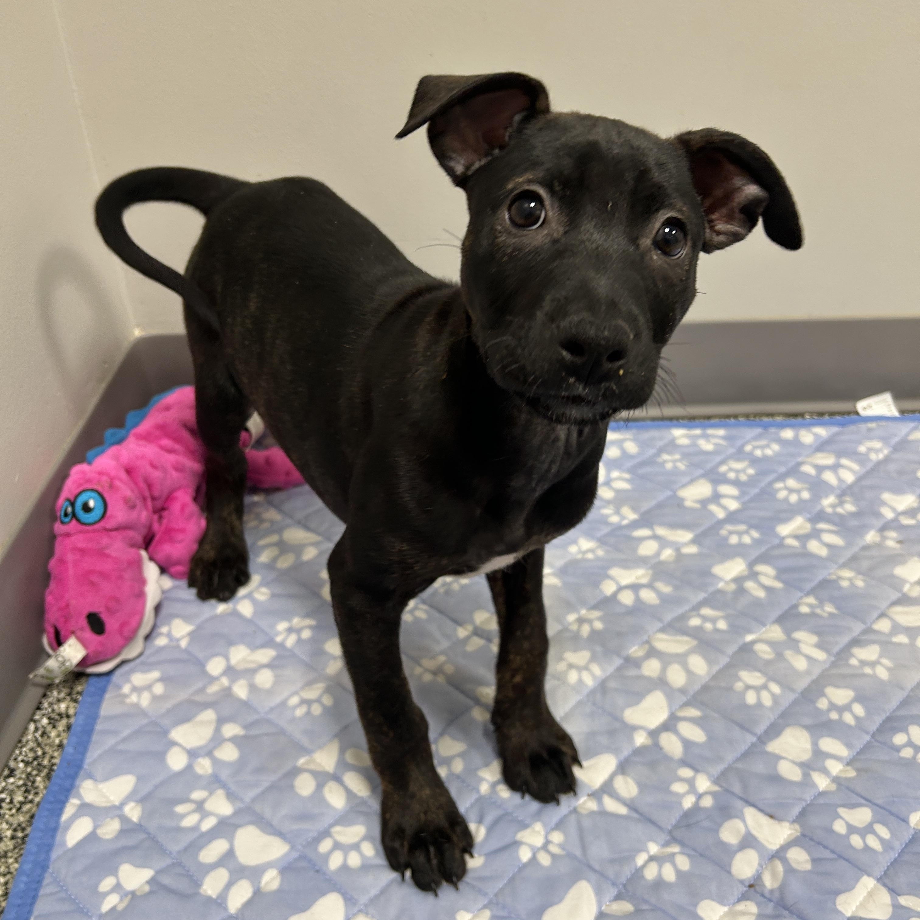 Rebbie, adopted, Puppy Female Mixed Breed.
