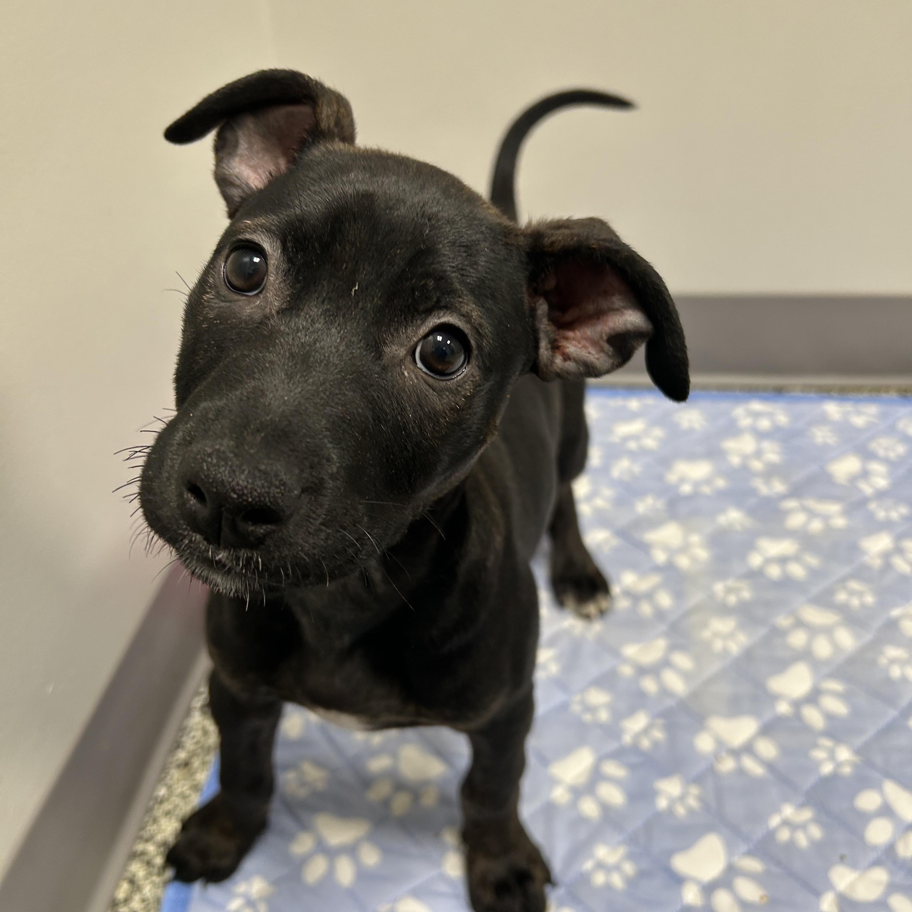 Rebbie, an adopted Mixed Breed in Detroit, MI image 3/5