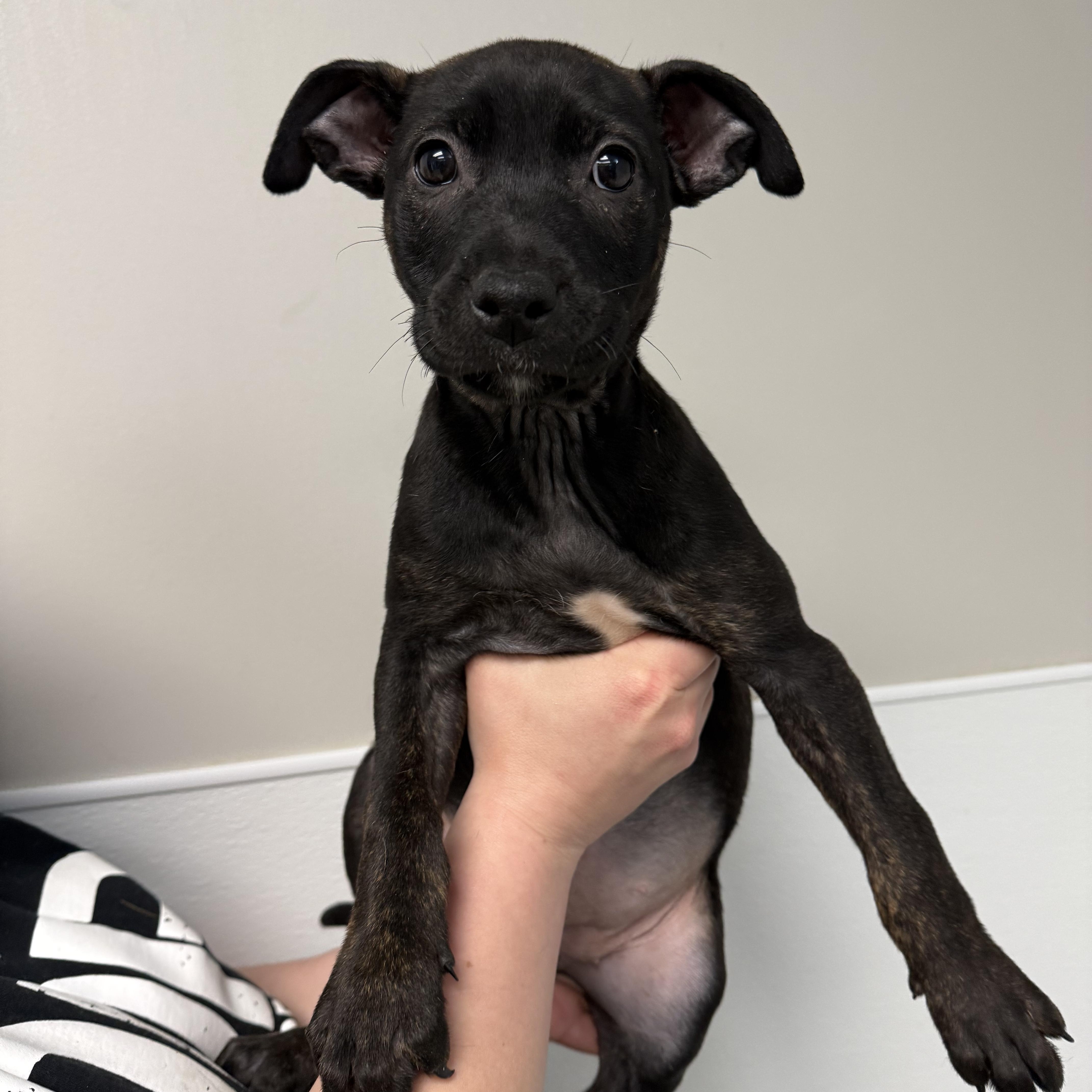 Rebbie, an adopted Mixed Breed in Detroit, MI image 5/5