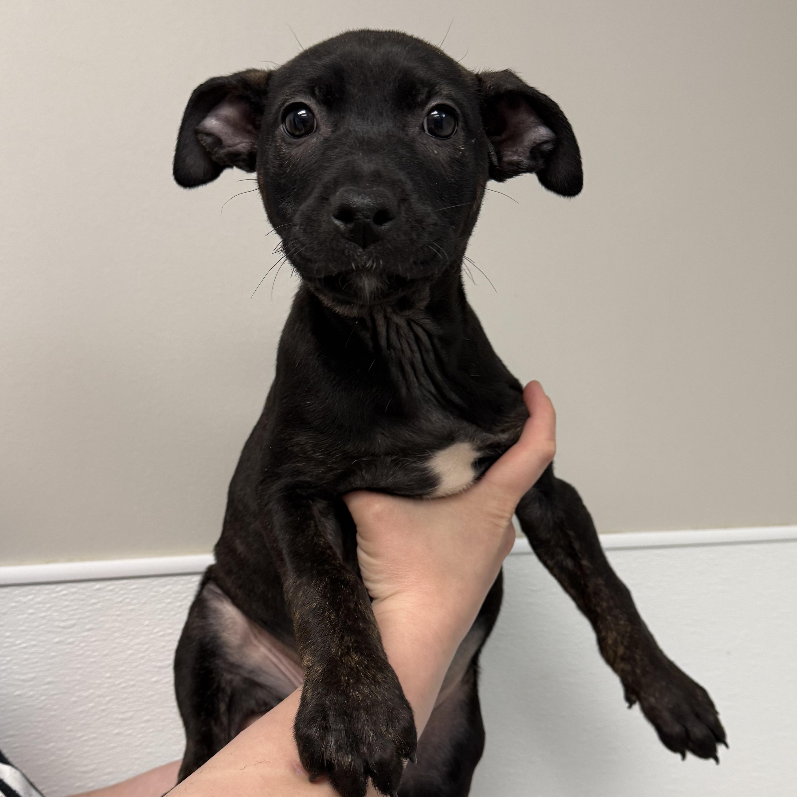 Rebbie, an adopted Mixed Breed in Detroit, MI image 4/5