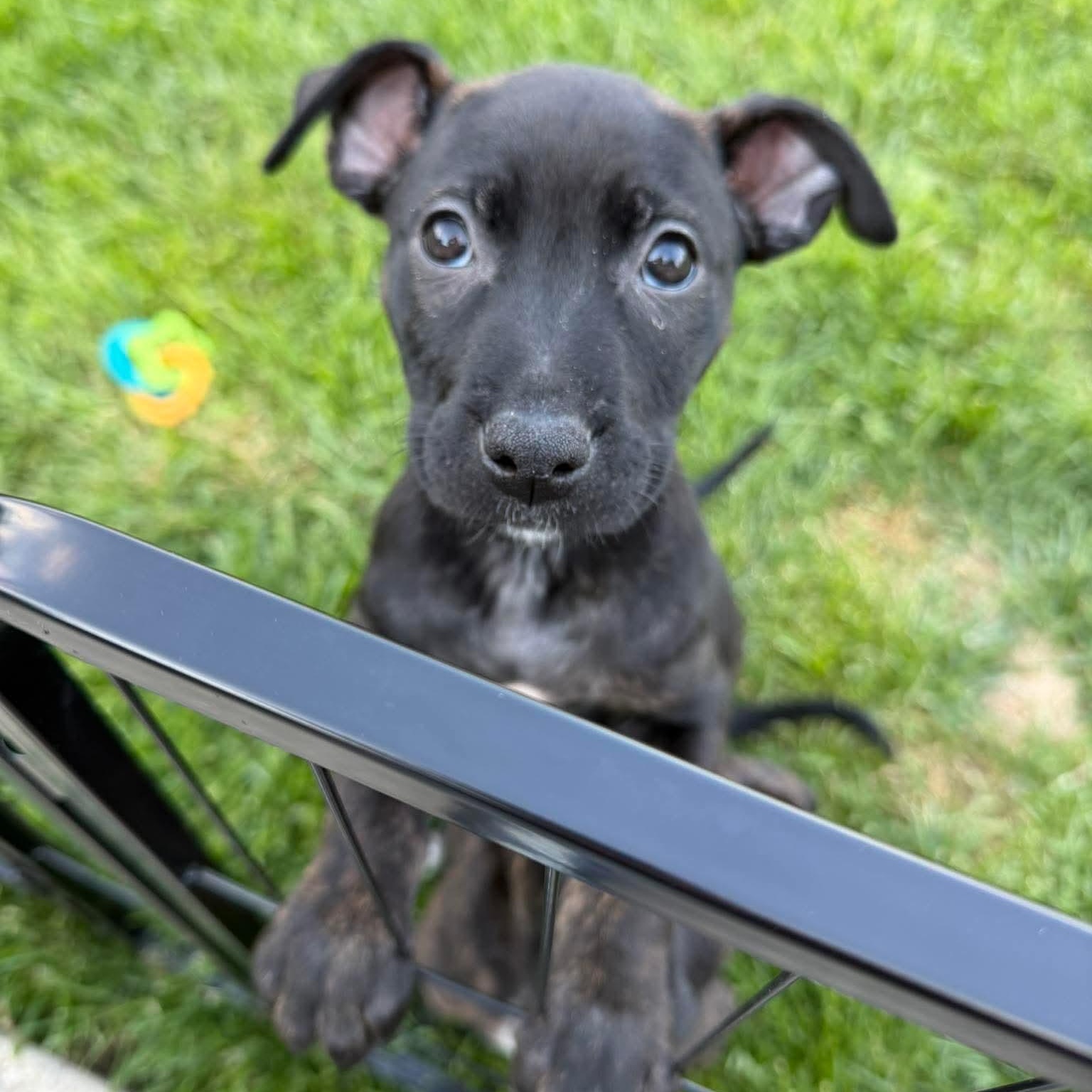 Rebbie, an adopted Mixed Breed in Detroit, MI image 2/5