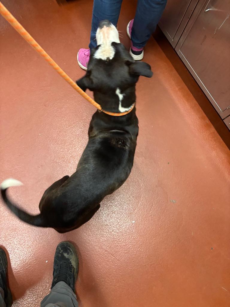 Luna, Adoptable, Adult Female Pit Bull Terrier.