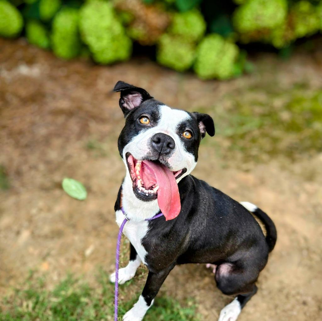 Enlarge Luna, a Adoptable Pit Bull Terrier in Douglasville, GA image 2/6