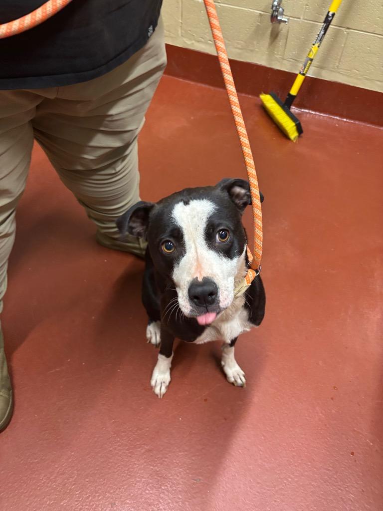 Enlarge Luna, a Adoptable Pit Bull Terrier in Douglasville, GA image 3/6