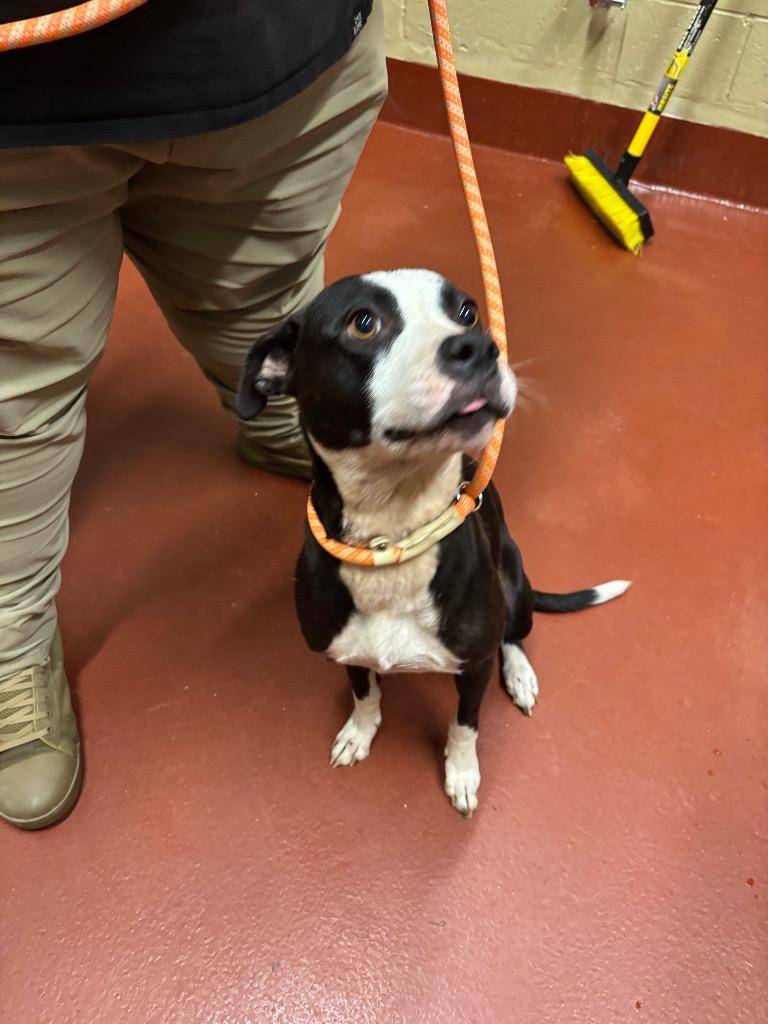 Enlarge Luna, a Adoptable Pit Bull Terrier in Douglasville, GA image 4/6