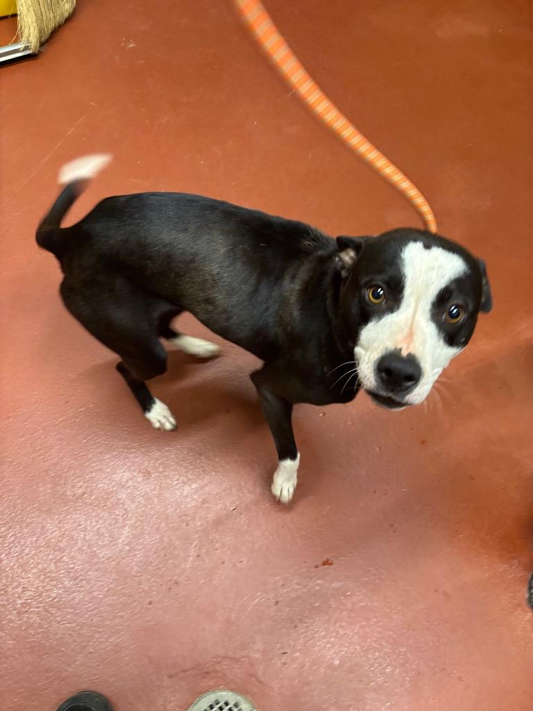 Enlarge Luna, a Adoptable Pit Bull Terrier in Douglasville, GA image 5/6