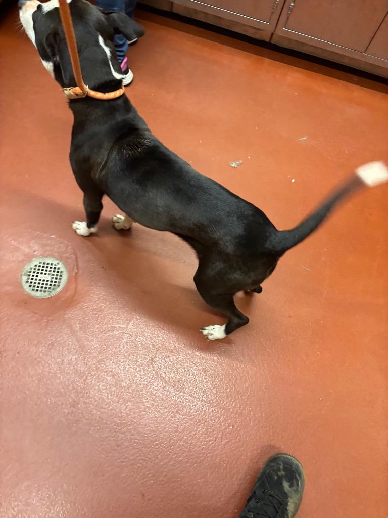 Enlarge Luna, a Adoptable Pit Bull Terrier in Douglasville, GA image 6/6