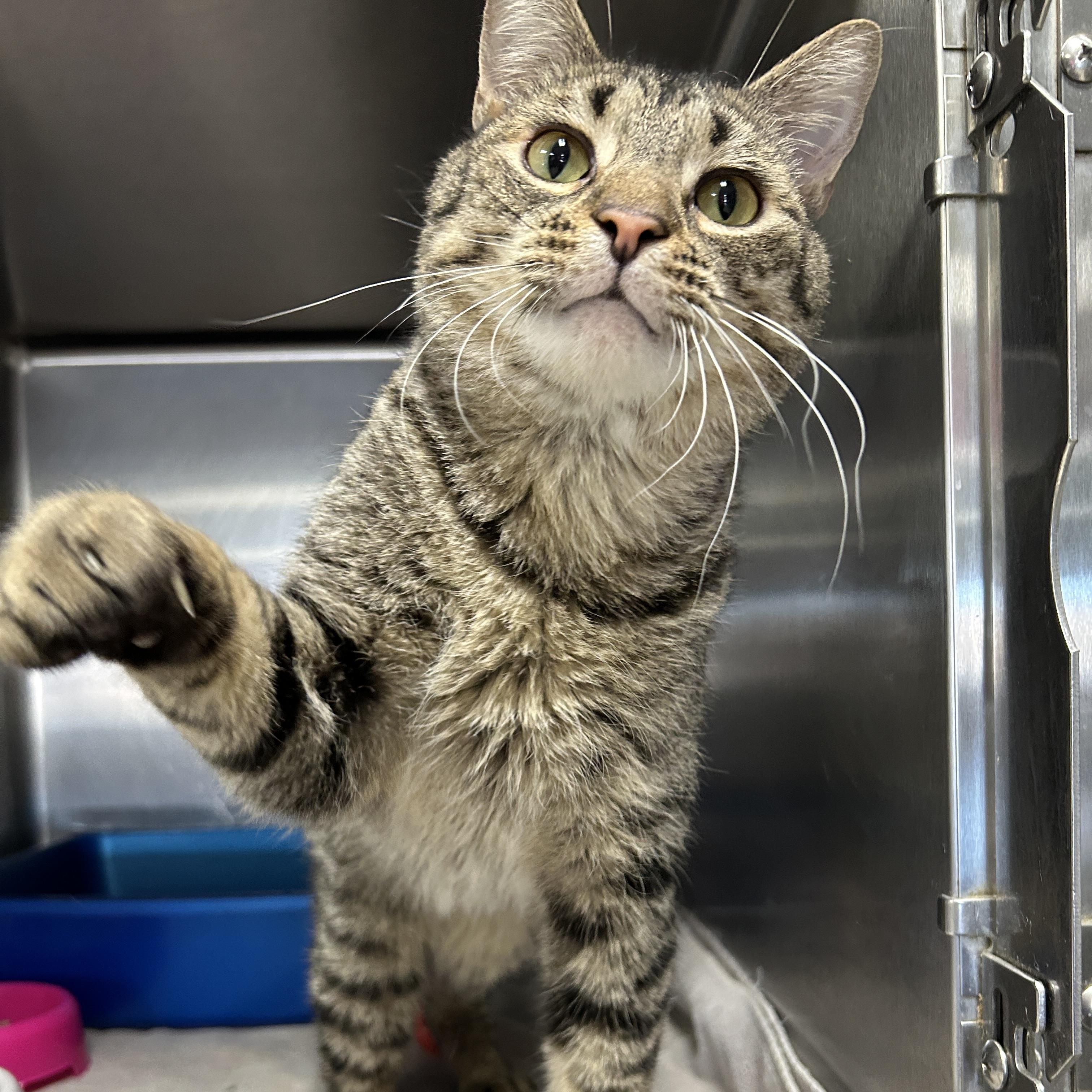 Mr. Banks, an adopted Domestic Short Hair in La Grange Park, IL image 3/3