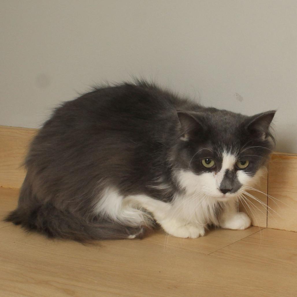 Enlarge Dusty C66958, a Adoptable Domestic Medium Hair in Minnetonka, MN image 1/6