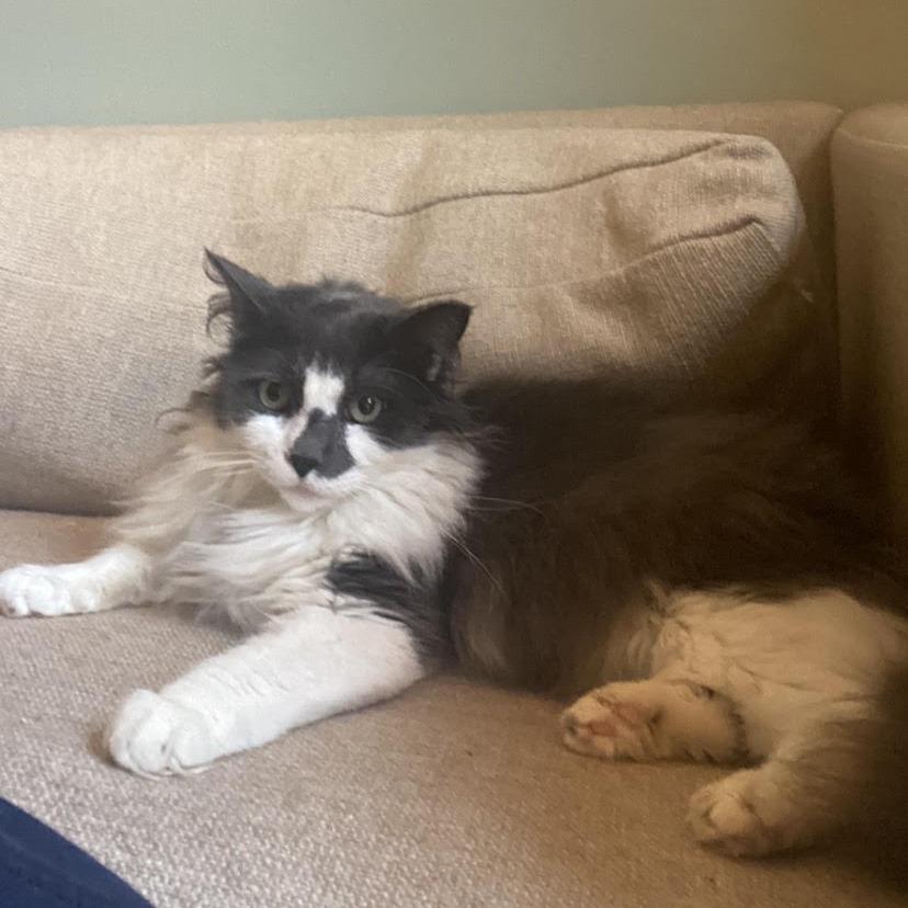 Enlarge Dusty C66958, a Adoptable Domestic Medium Hair in Minnetonka, MN image 4/6