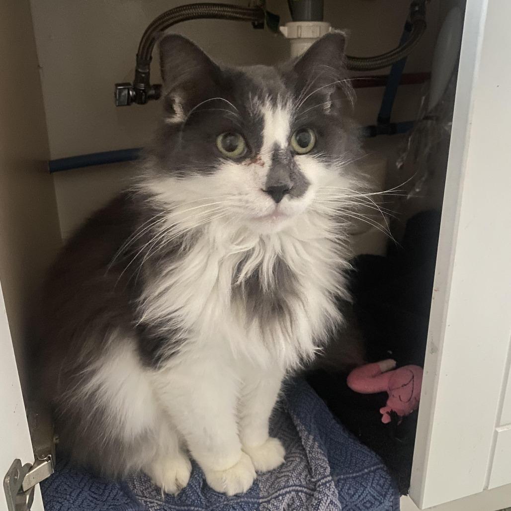 Enlarge Dusty C66958, a Adoptable Domestic Medium Hair in Minnetonka, MN image 6/6