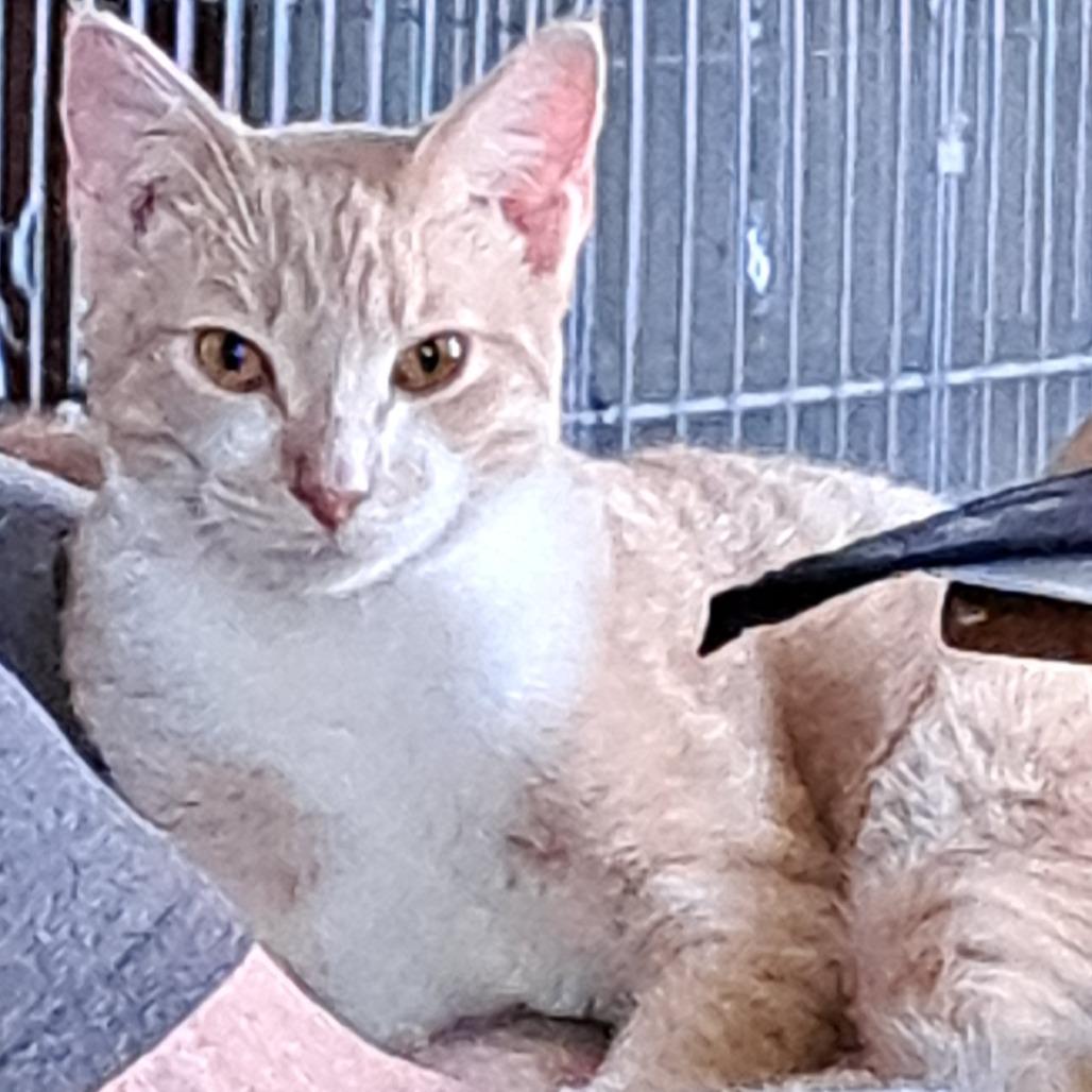 Bjorn, Adoptable, Young Male Domestic Short Hair.