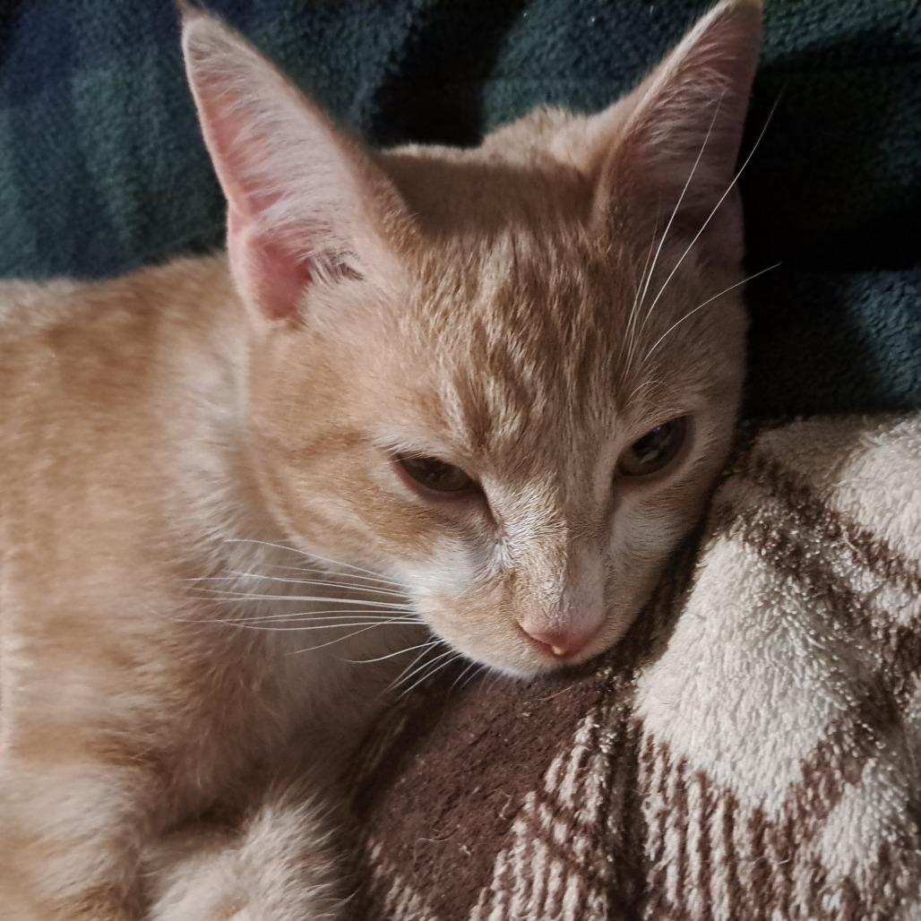 Enlarge Bjorn, a Adoptable Domestic Short Hair in Moses Lake, WA image 3/6