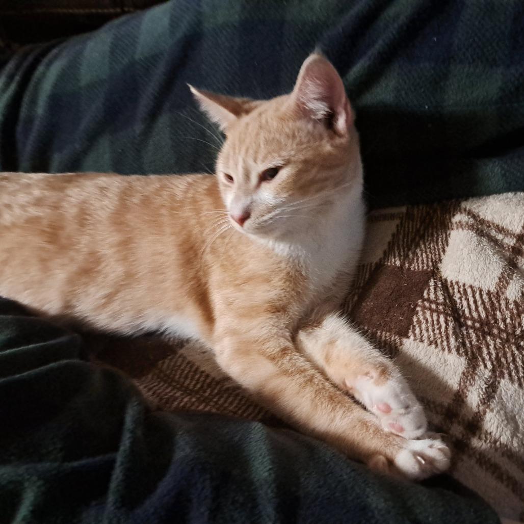 Enlarge Bjorn, a Adoptable Domestic Short Hair in Moses Lake, WA image 4/6