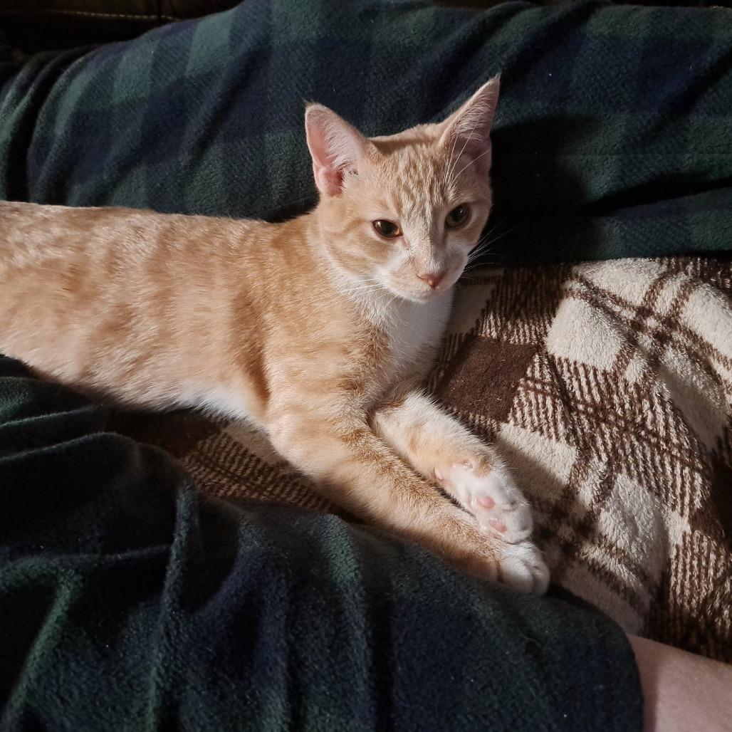 Enlarge Bjorn, a Adoptable Domestic Short Hair in Moses Lake, WA image 5/6