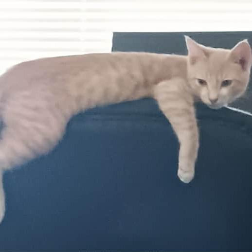 Enlarge Bjorn, a Adoptable Domestic Short Hair in Moses Lake, WA image 6/6