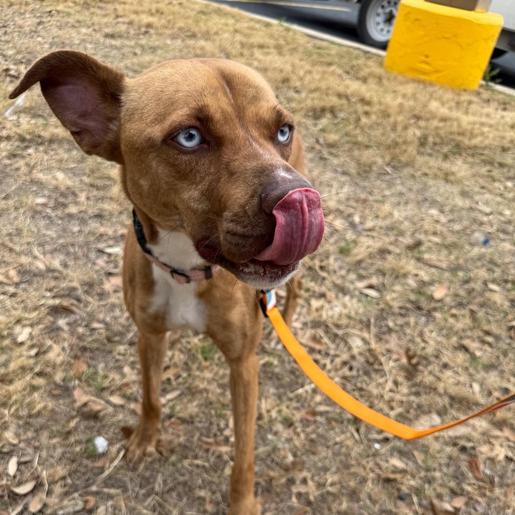 Enlarge Sushi, a Adoptable mixed breed in San Antonio, TX image 1/6