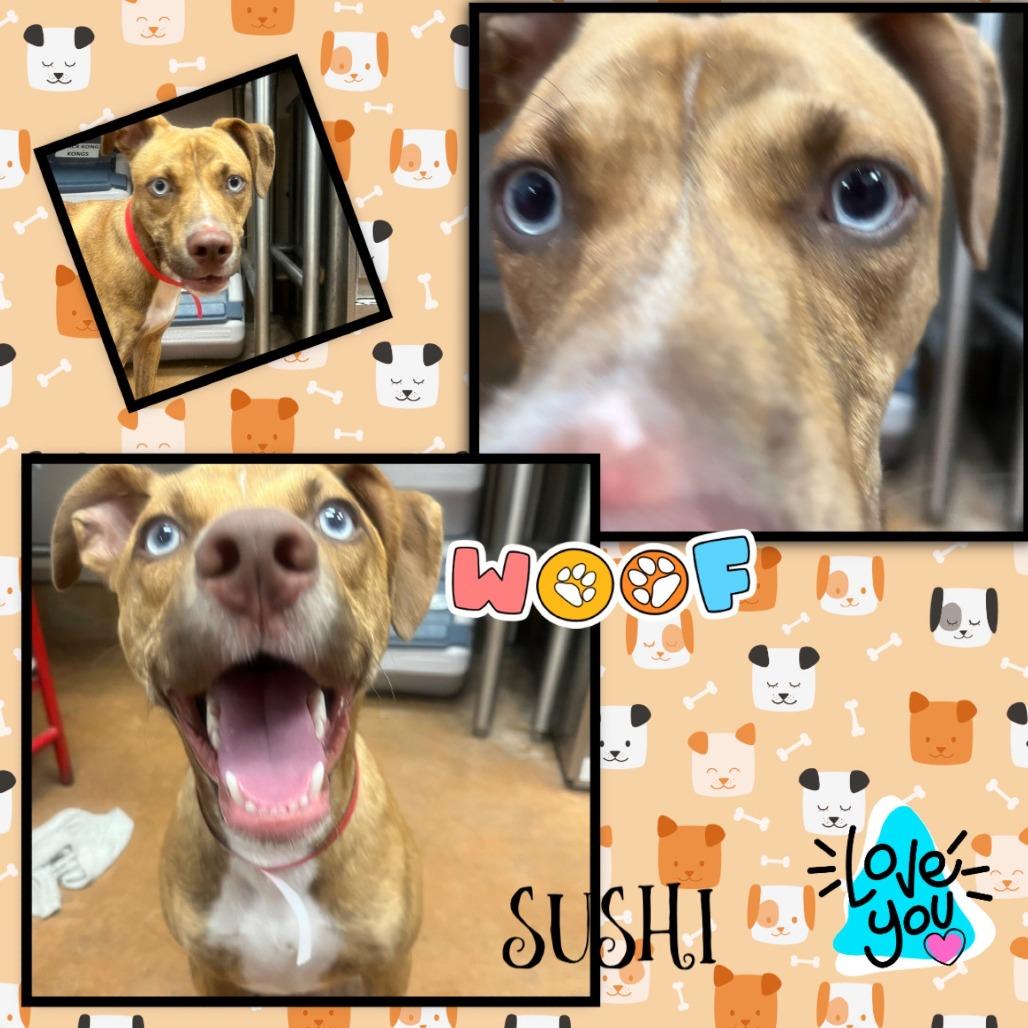 Enlarge Sushi, a Adoptable mixed breed in San Antonio, TX image 3/6