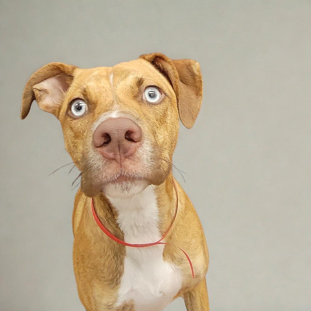 Enlarge Sushi, a Adoptable mixed breed in San Antonio, TX image 4/6