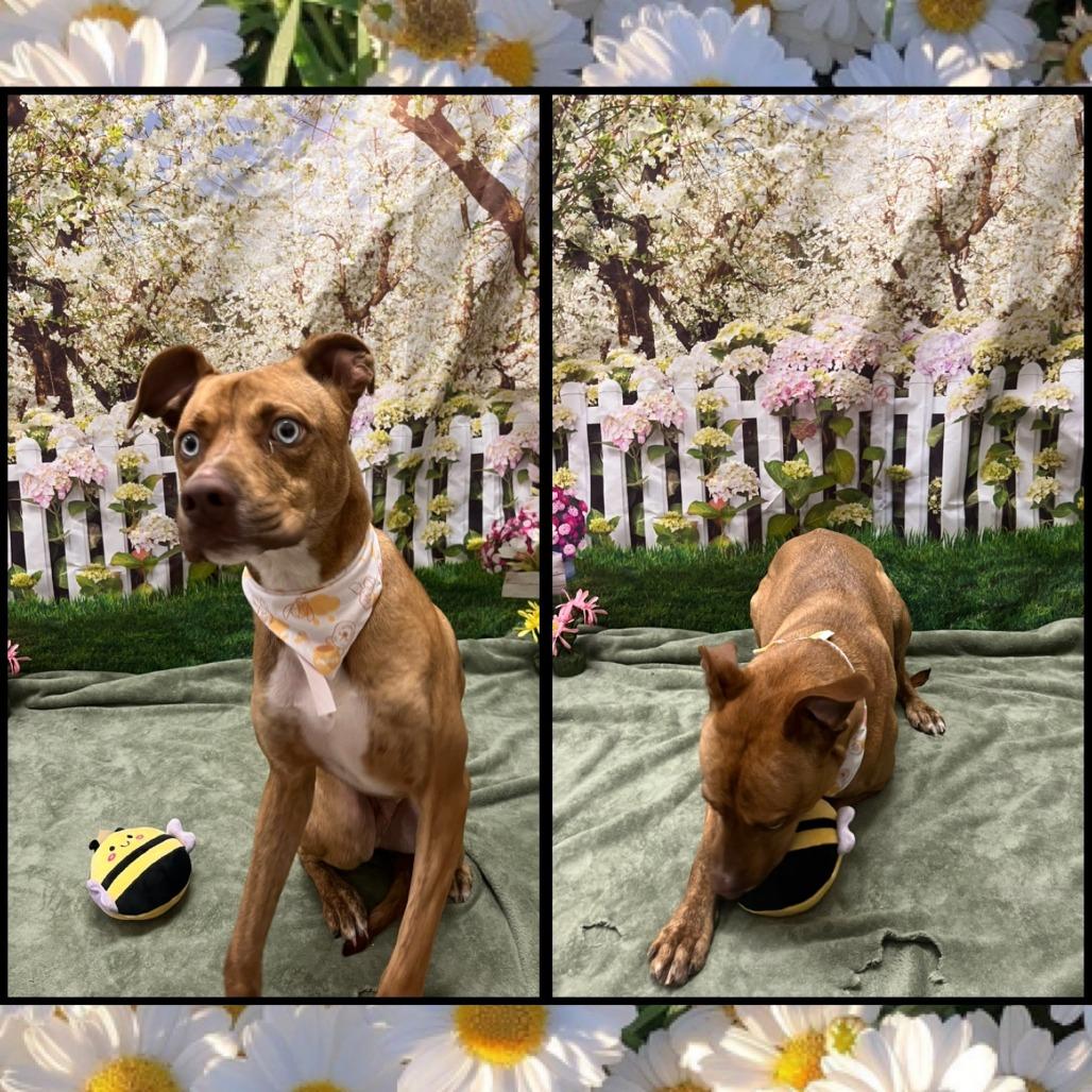 Enlarge Sushi, a Adoptable mixed breed in San Antonio, TX image 5/6