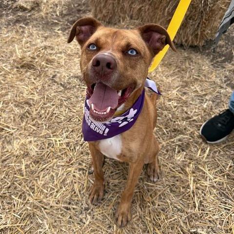 Enlarge Sushi, a Adoptable mixed breed in San Antonio, TX image 6/6