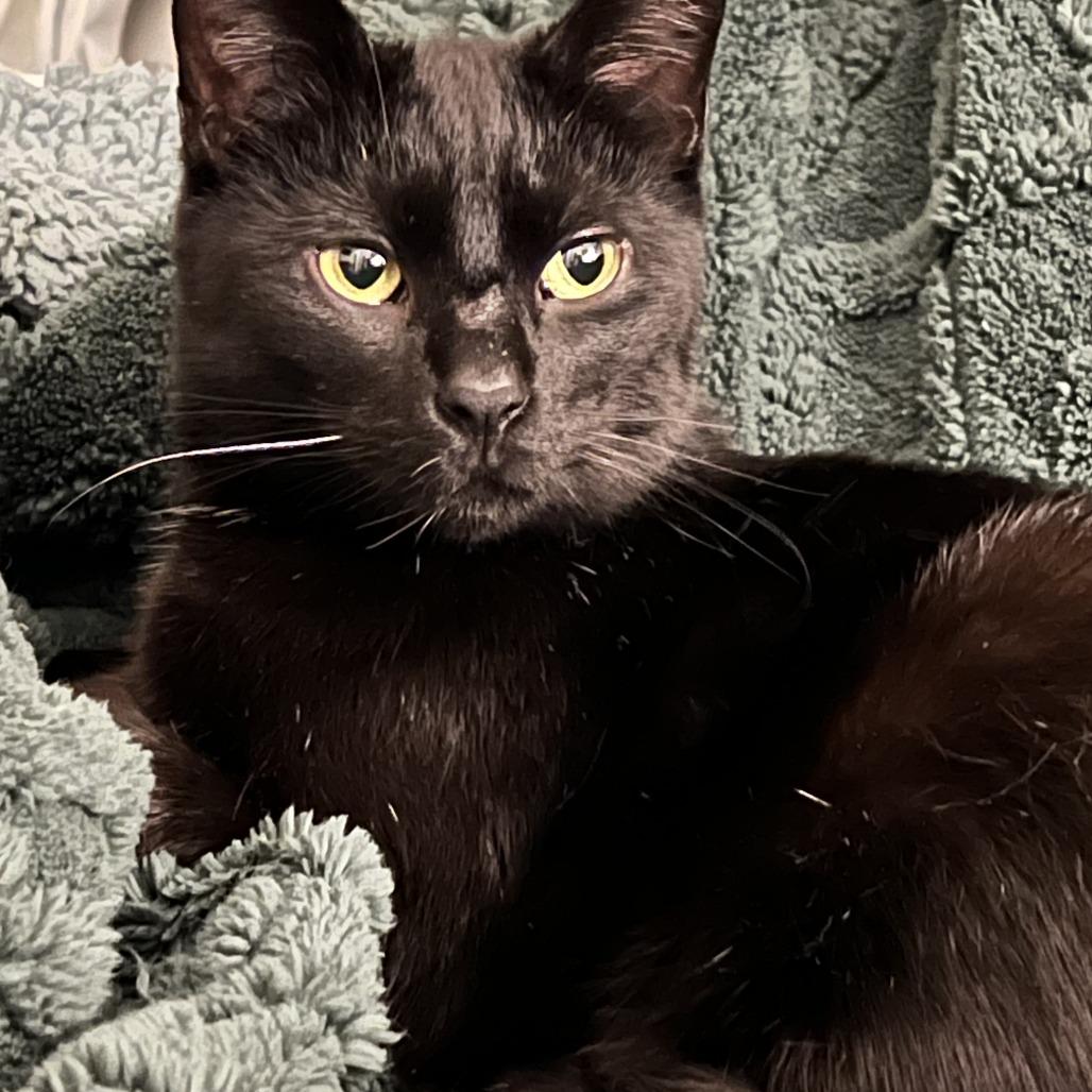 Dipstick, Adoptable, Adult Female Domestic Short Hair.