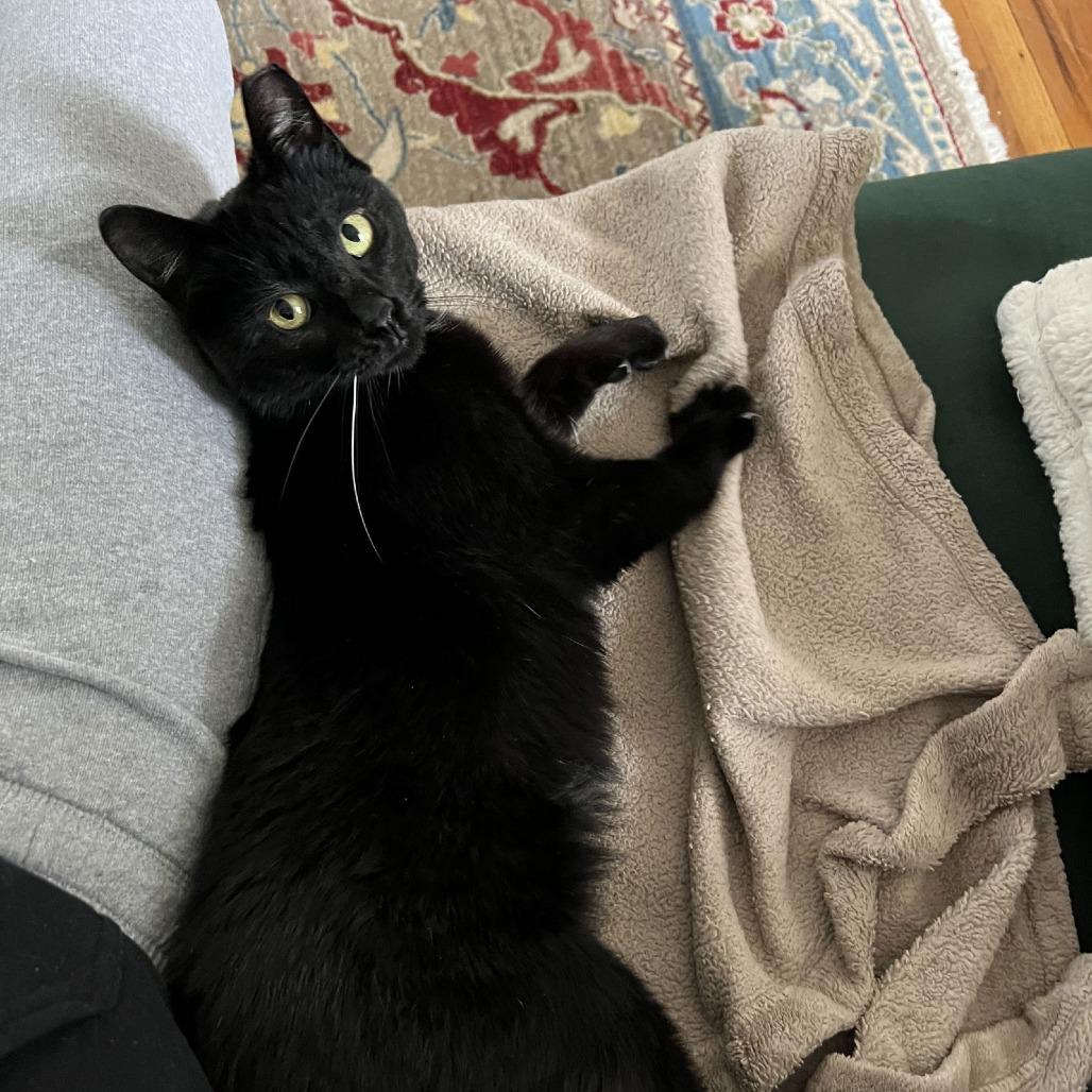 Enlarge Dipstick, a Adoptable Domestic Short Hair in Medina, OH image 2/5