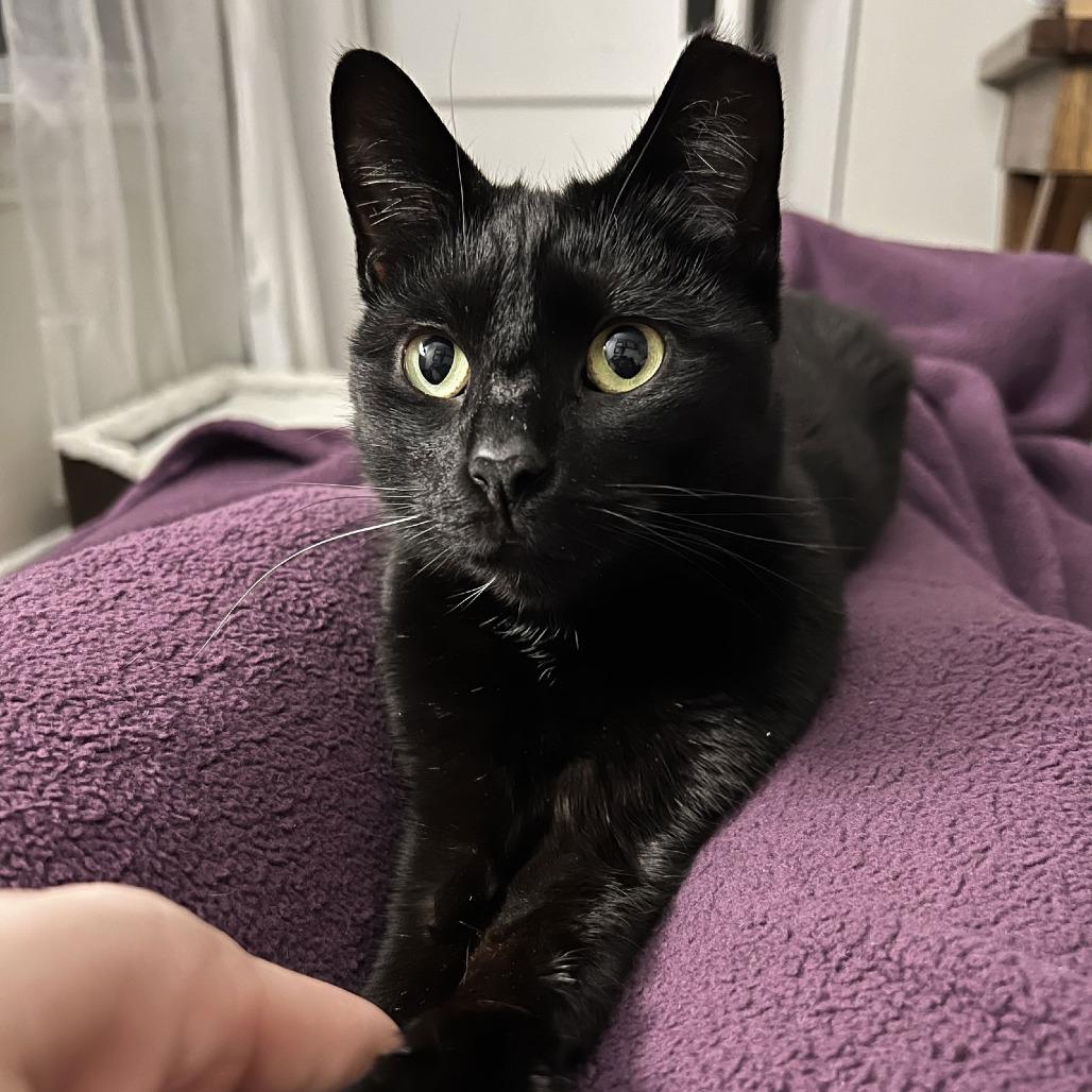 Enlarge Dipstick, a Adoptable Domestic Short Hair in Medina, OH image 3/5