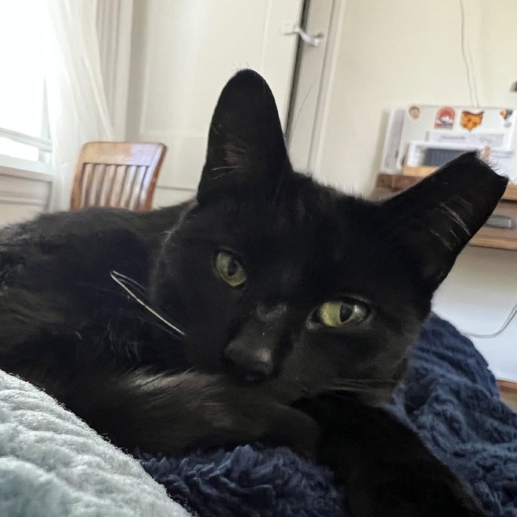 Enlarge Dipstick, a Adoptable Domestic Short Hair in Medina, OH image 4/5