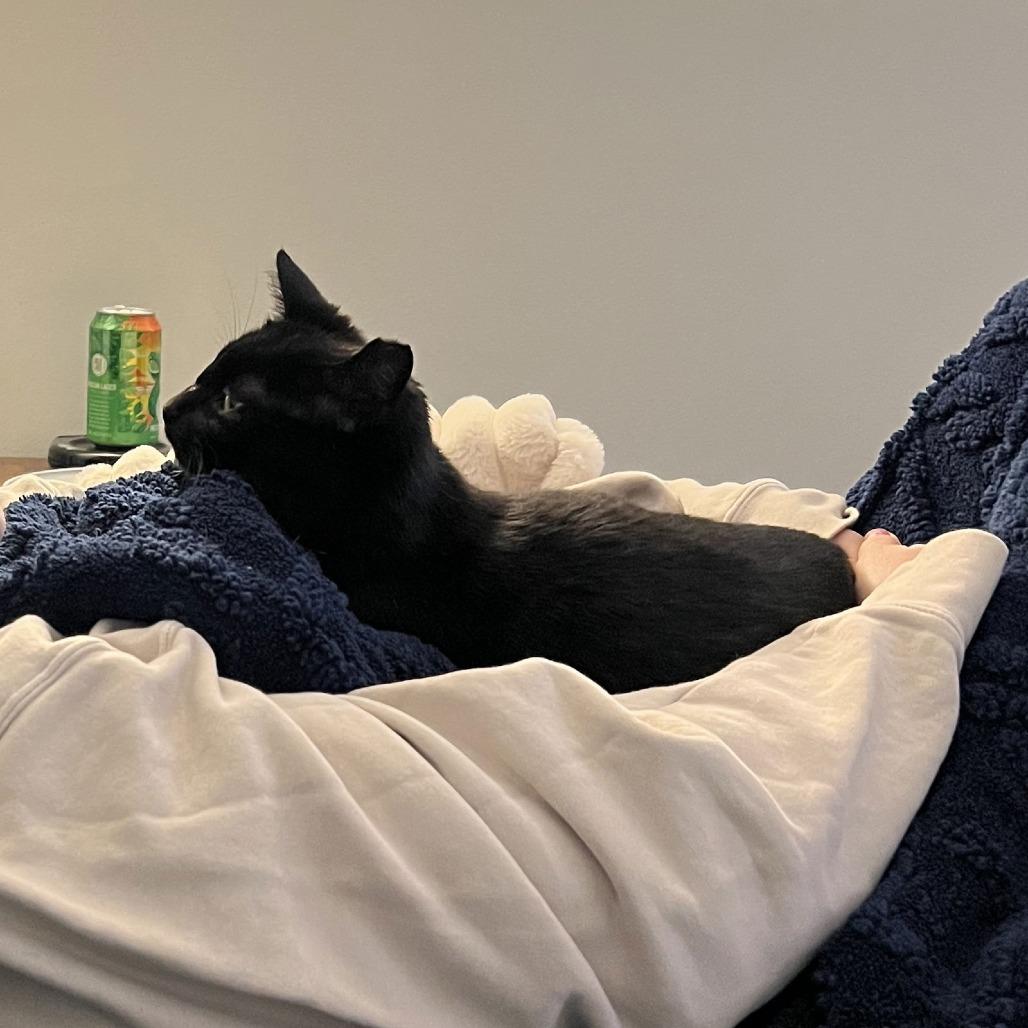 Enlarge Dipstick, a Adoptable Domestic Short Hair in Medina, OH image 5/5