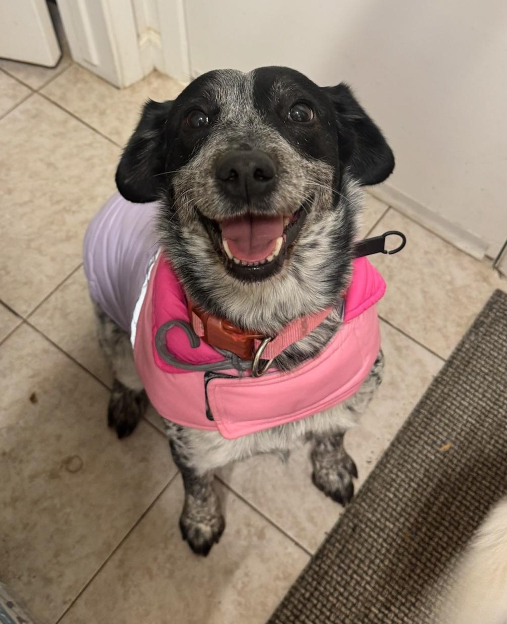 Cayenne, an adopted Australian Cattle Dog / Blue Heeler in Petaluma, CA_image-1