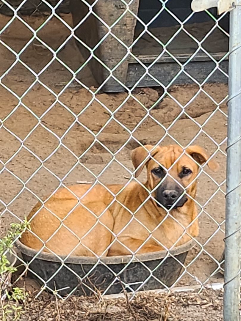Cypress, a Adoptable mixed breed in St. George, SC image 2/4