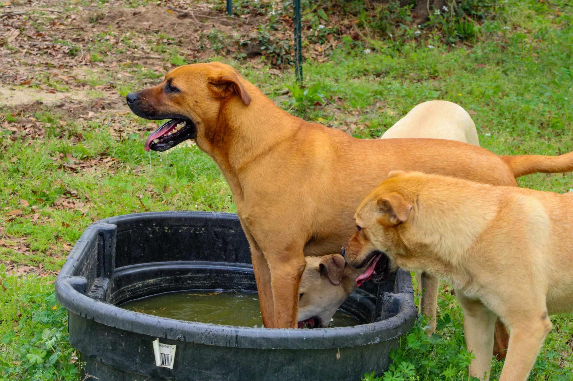 Cypress, a Adoptable mixed breed in St. George, SC image 3/4