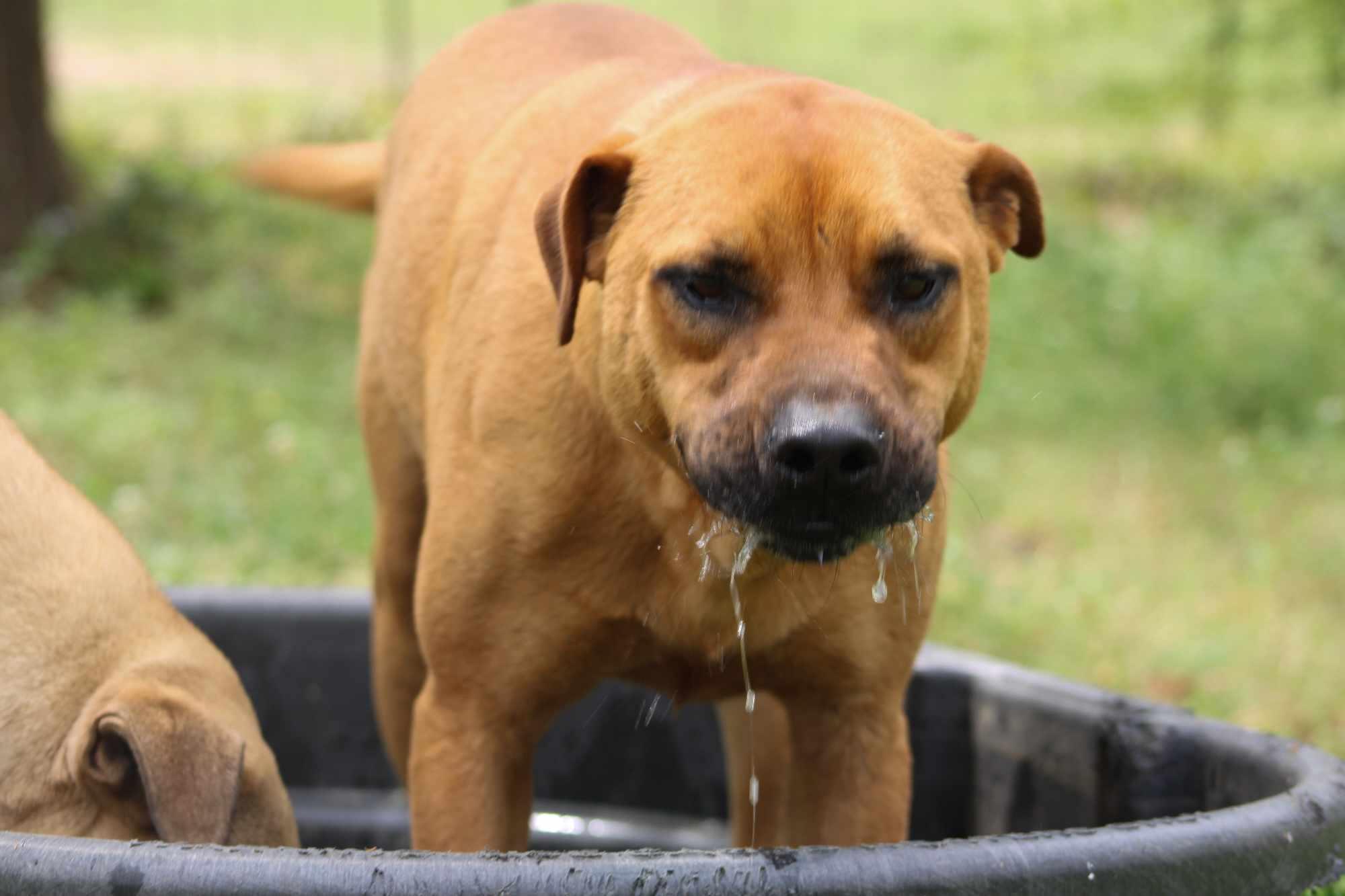 Cypress, a Adoptable mixed breed in St. George, SC image 4/4