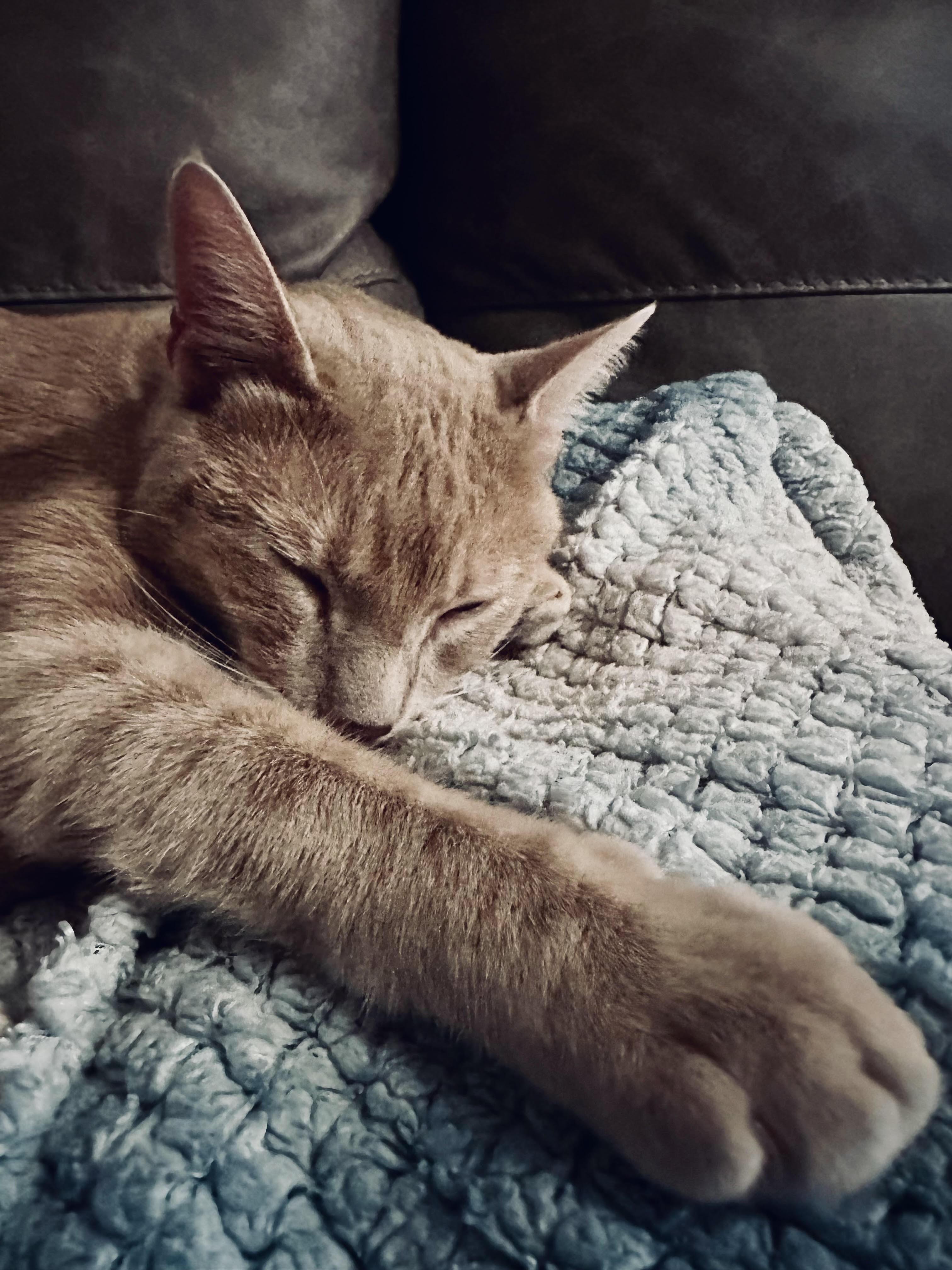 Enlarge Trevor, a Adoptable Domestic Short Hair in Denver, CO image 2/6