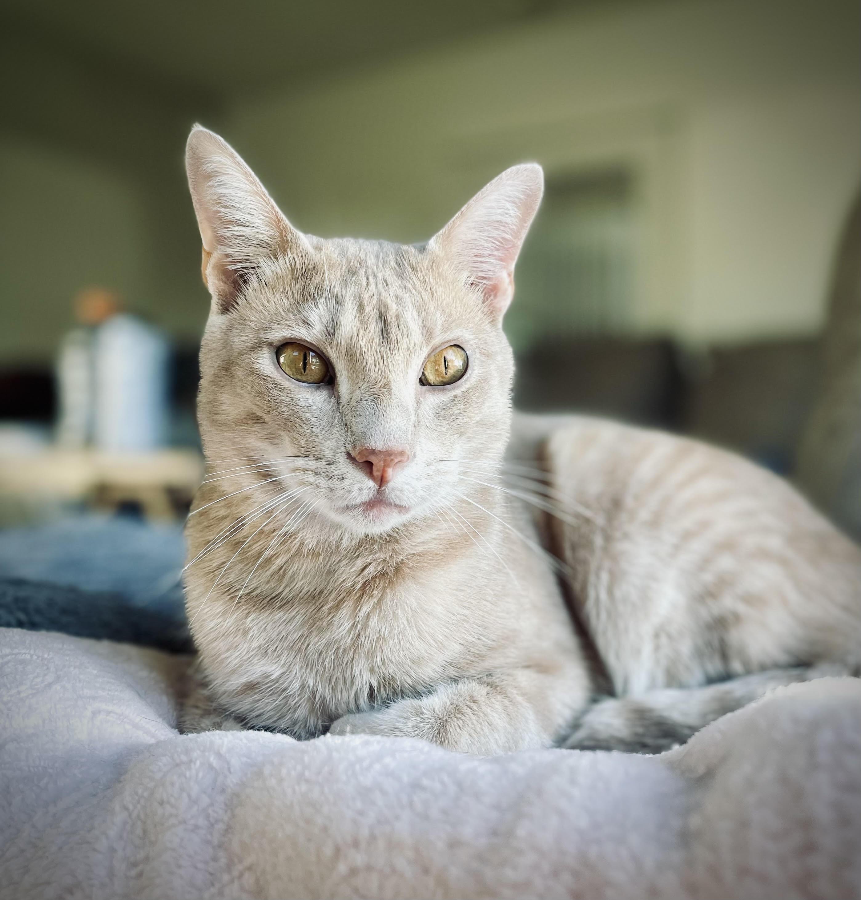 Enlarge Trevor, a Adoptable Domestic Short Hair in Denver, CO image 1/6