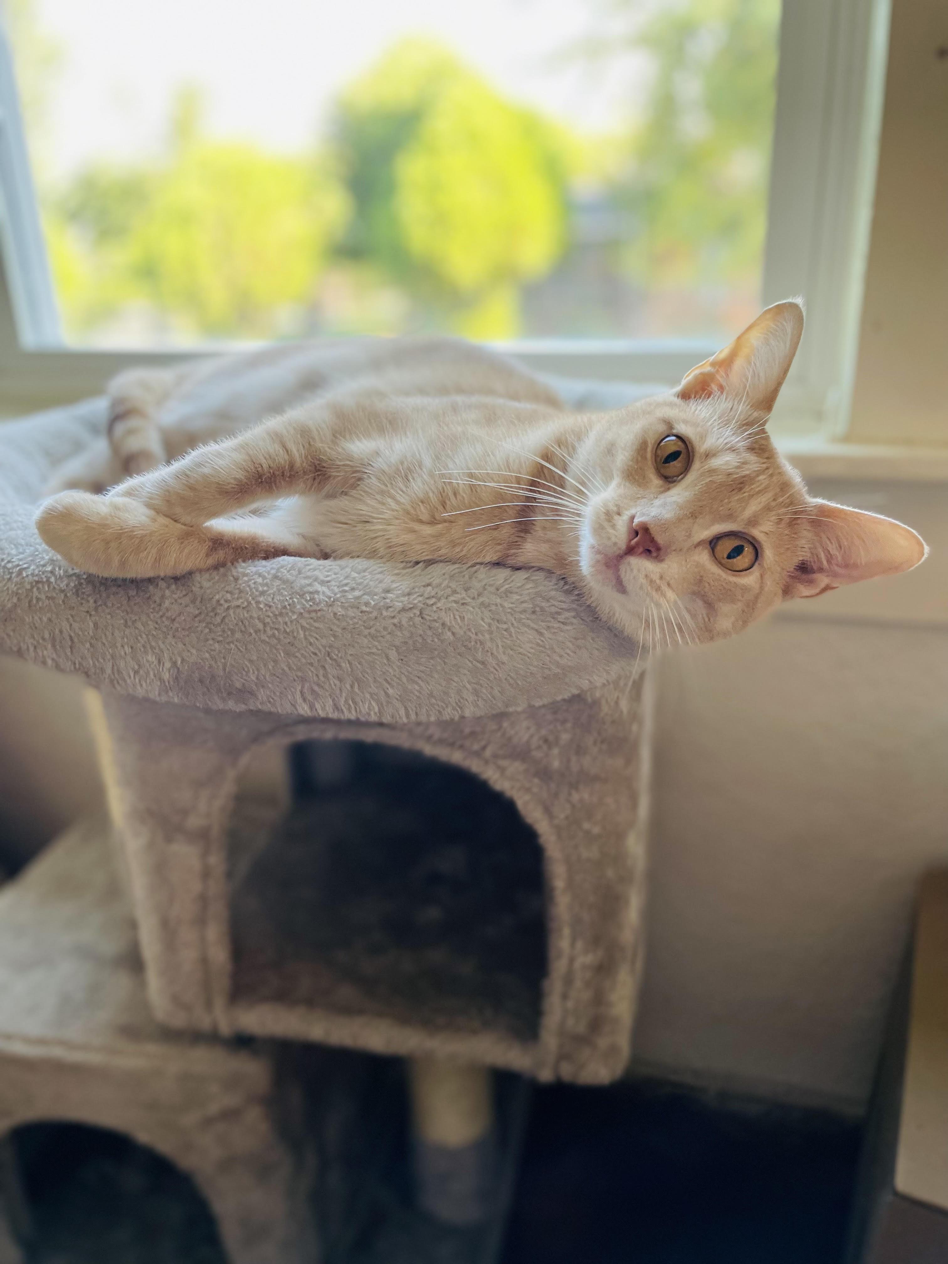 Enlarge Trevor, a Adoptable Domestic Short Hair in Denver, CO image 3/6