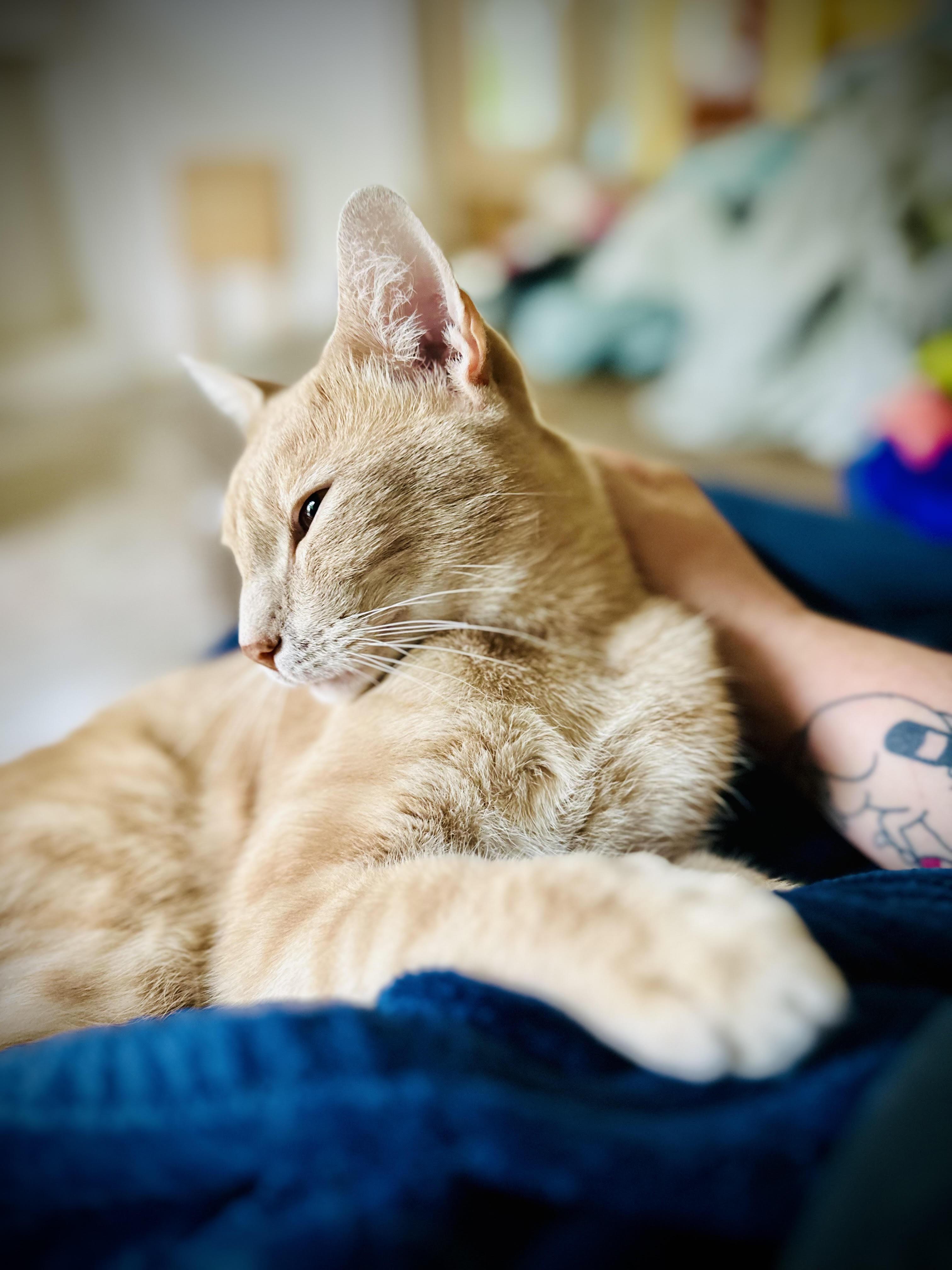 Enlarge Trevor, a Adoptable Domestic Short Hair in Denver, CO image 5/6