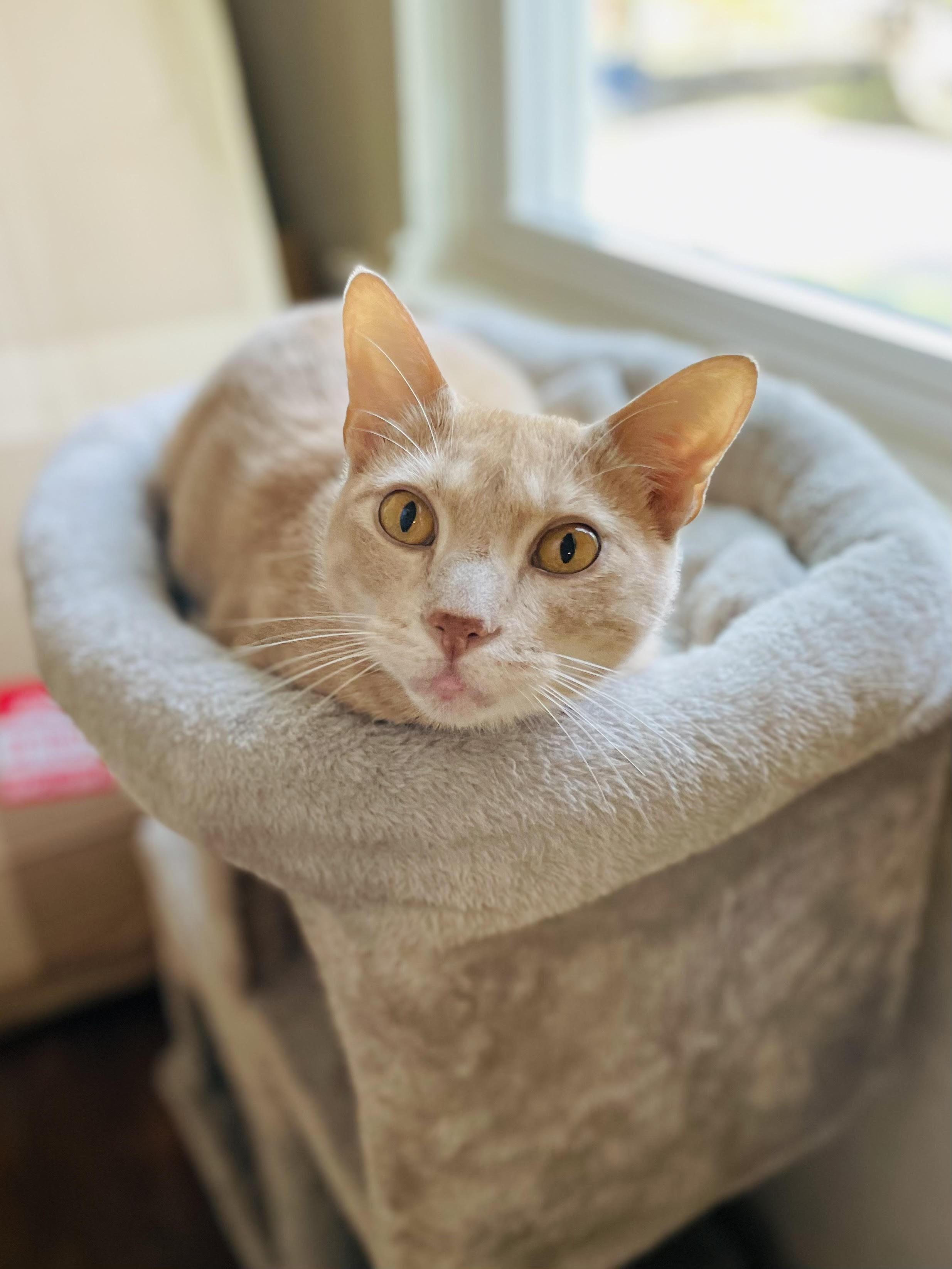 Enlarge Trevor, a Adoptable Domestic Short Hair in Denver, CO image 4/6