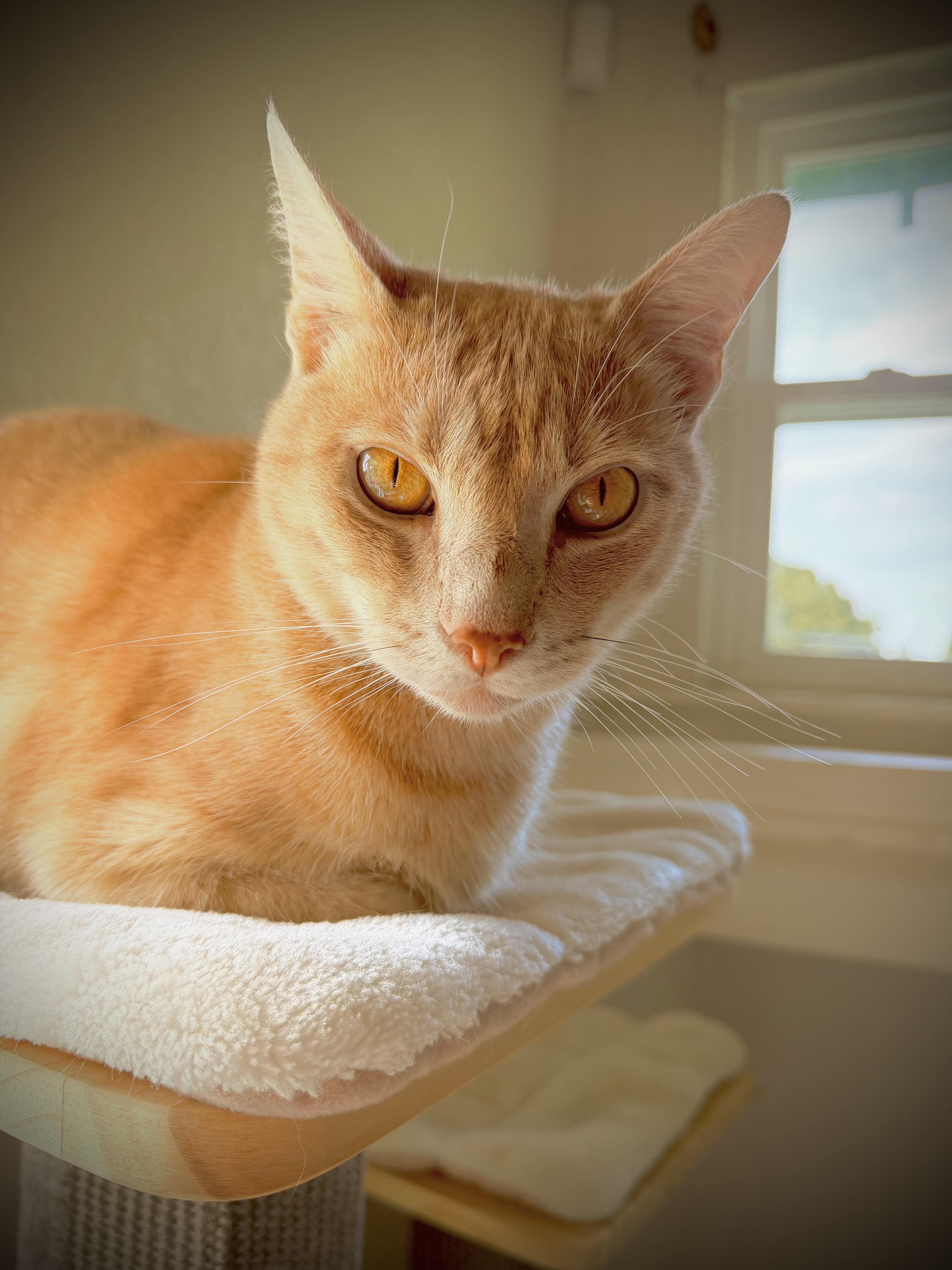 Enlarge Trevor, a Adoptable Domestic Short Hair in Denver, CO image 6/6