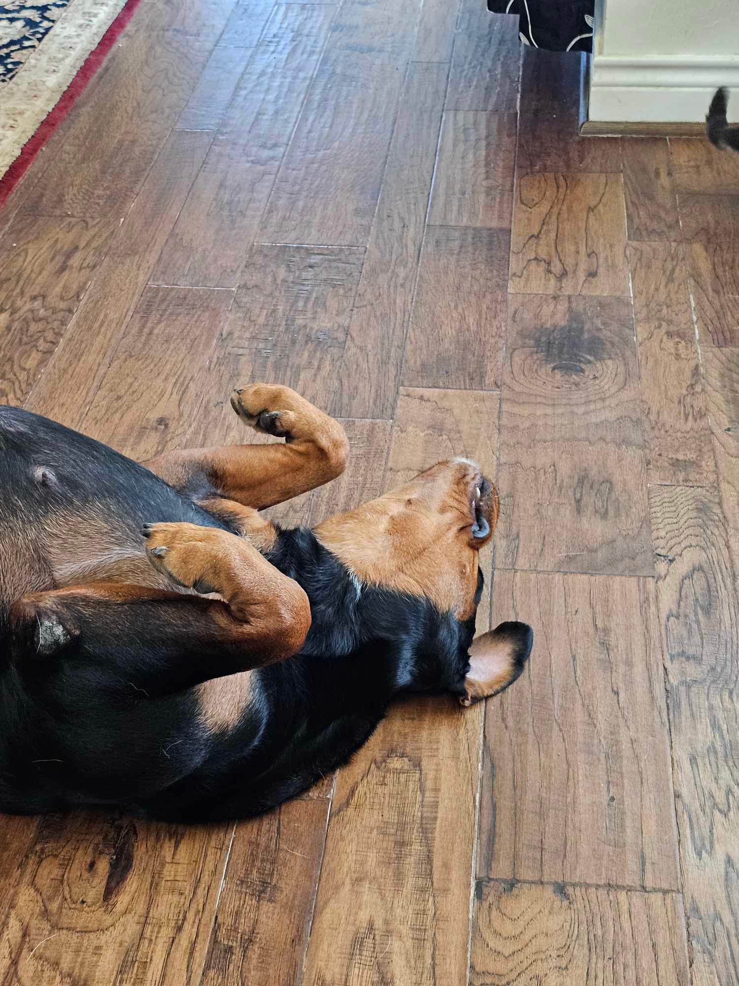 Honey, a Adopted Rottweiler in Humble, TX image 3/6