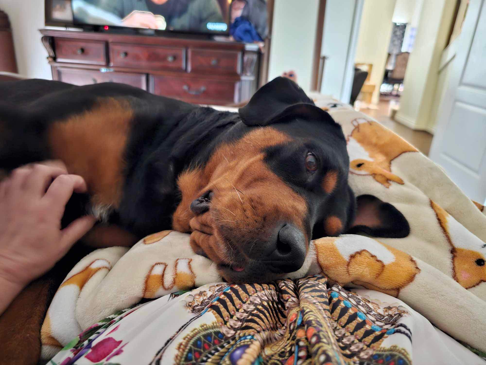 Honey, a Adopted Rottweiler in Humble, TX image 1/6